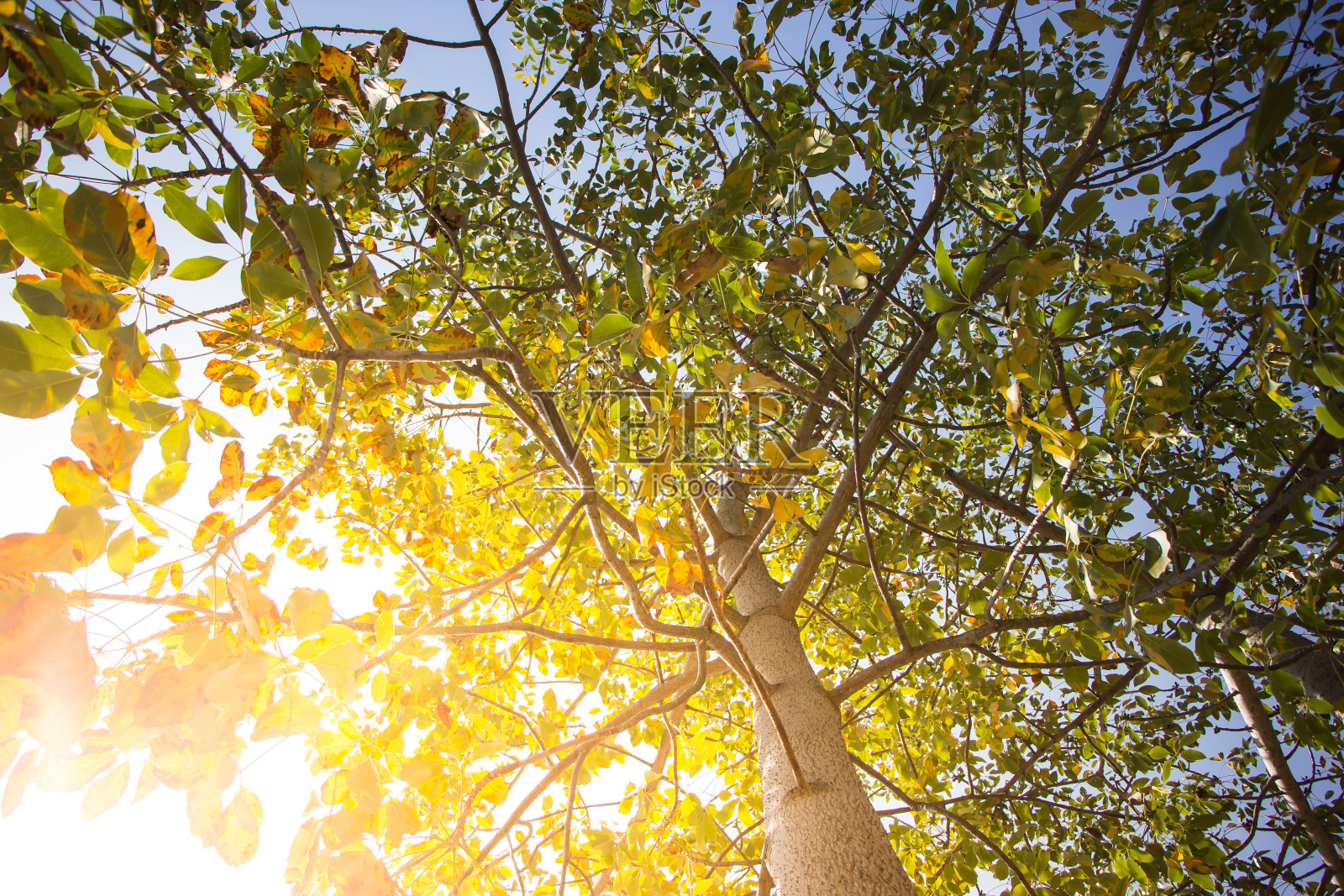 木棉木棉树照片摄影图片