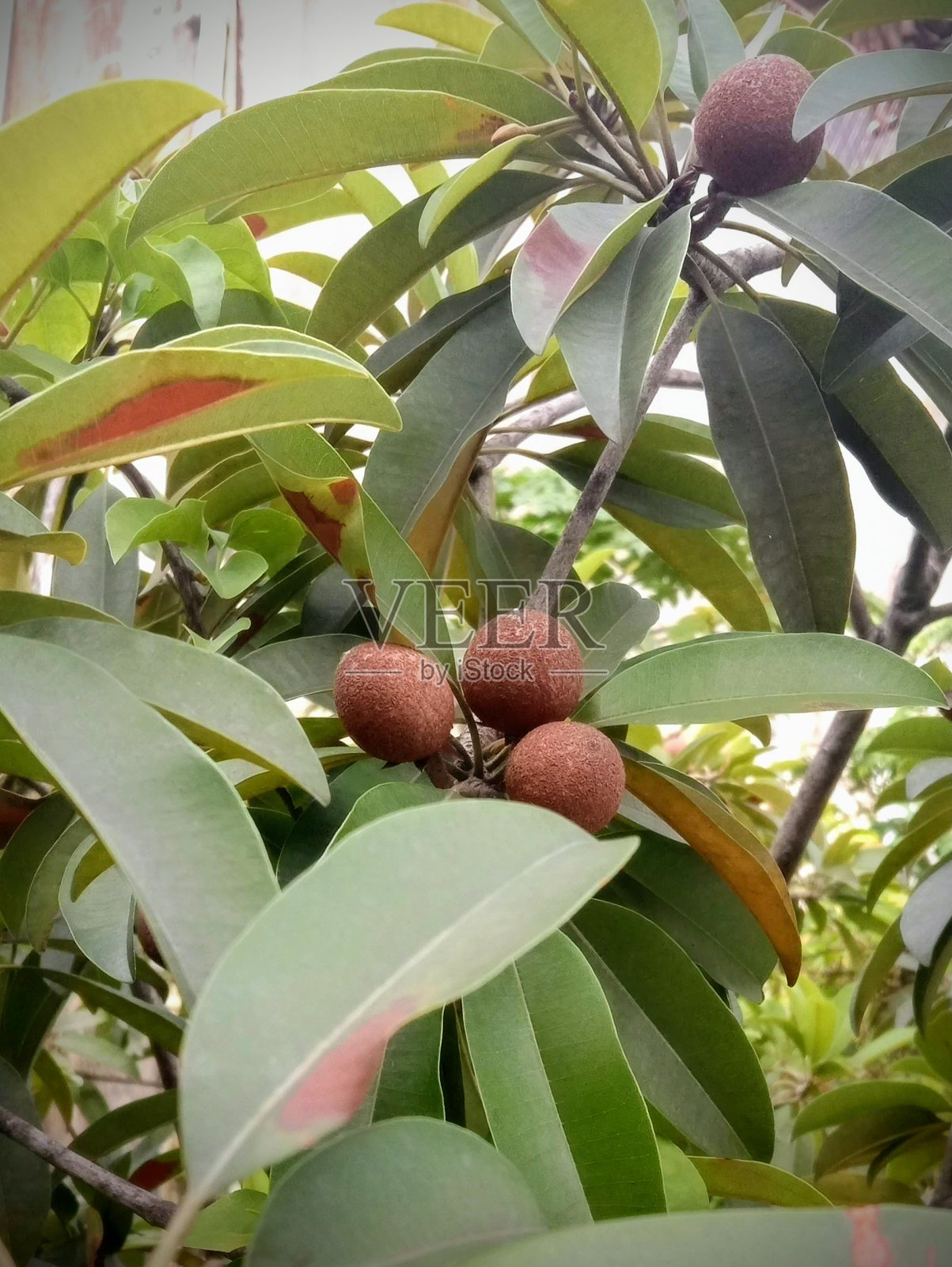 桑树果实在树上照片摄影图片