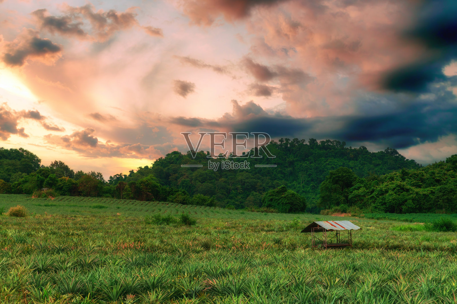 菠萝种植园在美丽的天空背景。亚洲作物生长季节。以山为背景，牧场风光秀丽。照片摄影图片