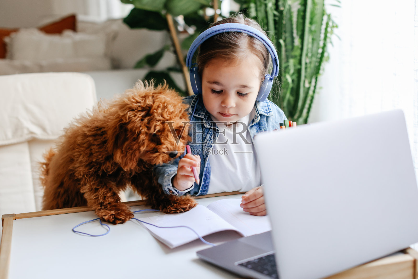 在家学习远程学习在家里与教师教学远程与狗照片摄影图片