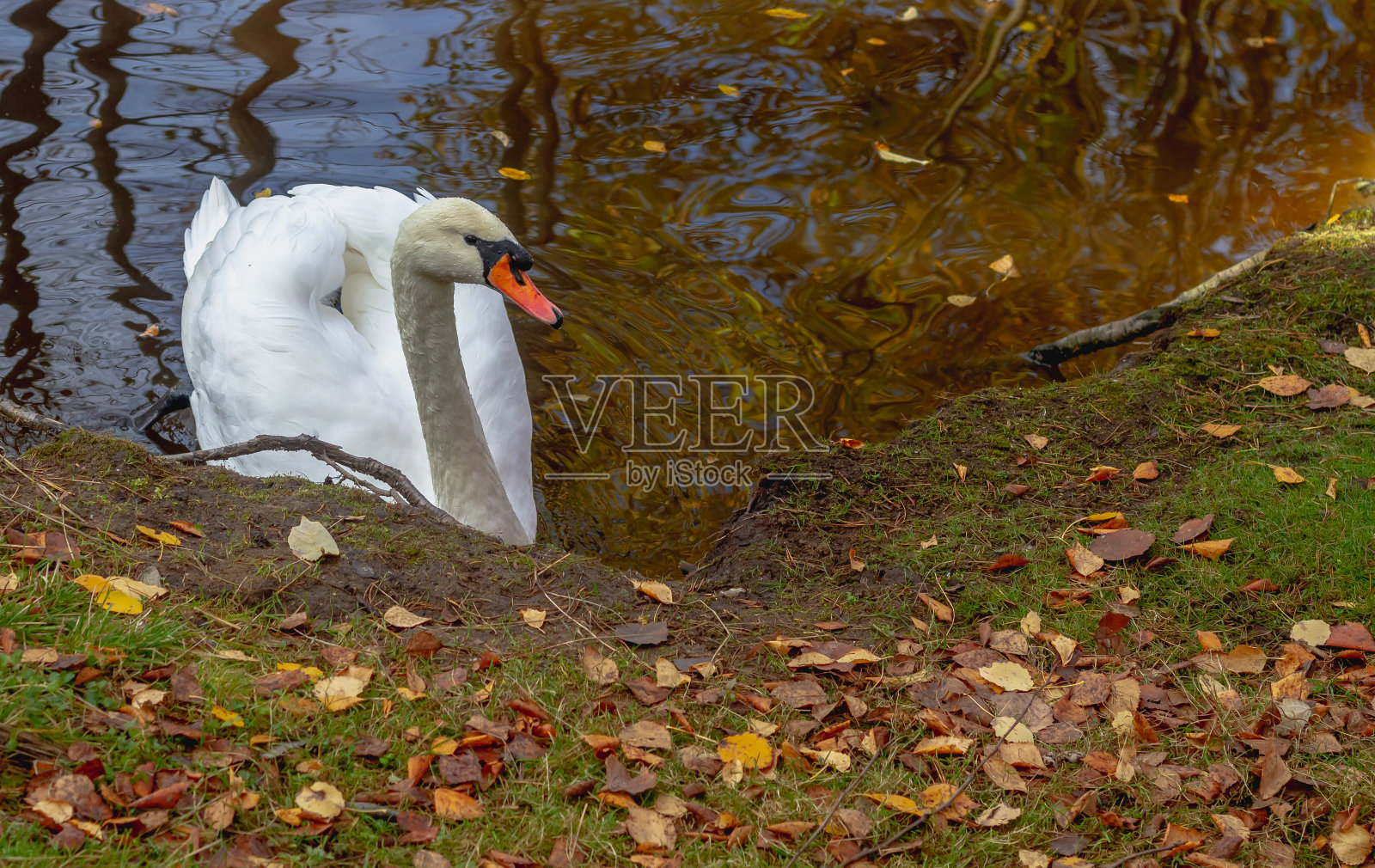 秋天里，一只白天鹅在湖里或池塘里游弋，湖水被落叶覆盖照片摄影图片