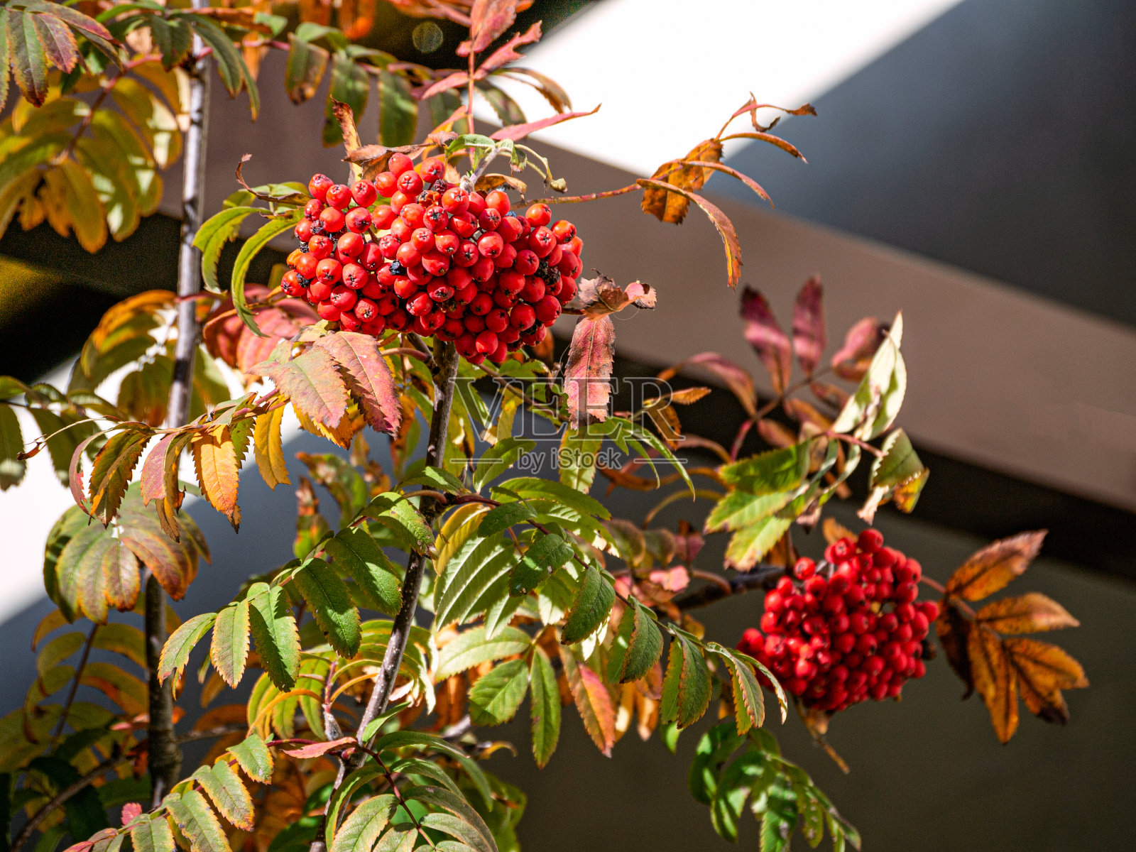 树枝上的几串红罗文莓。照片摄影图片