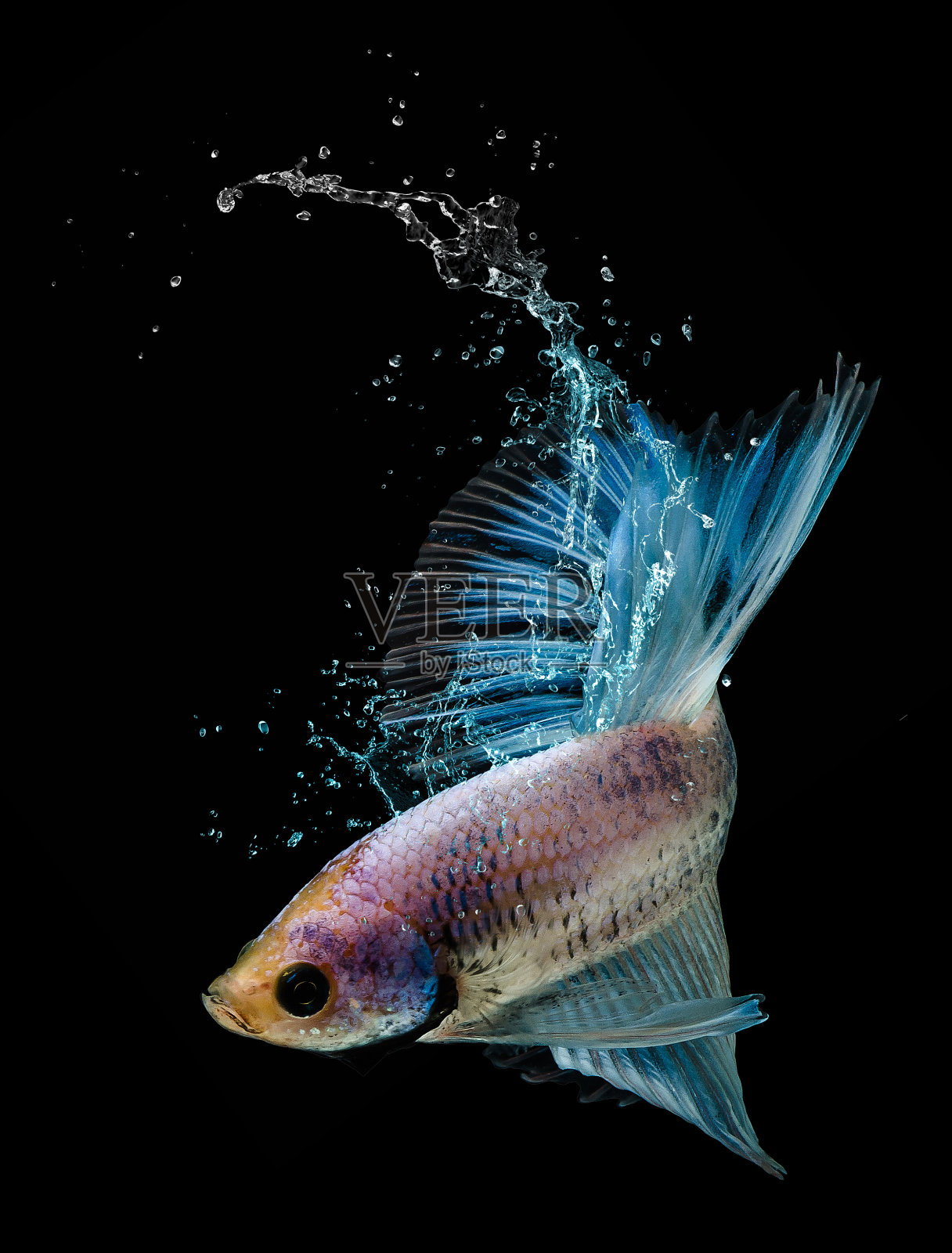 蓝色斗鱼在黑色背景中以美丽的姿态游泳。照片摄影图片