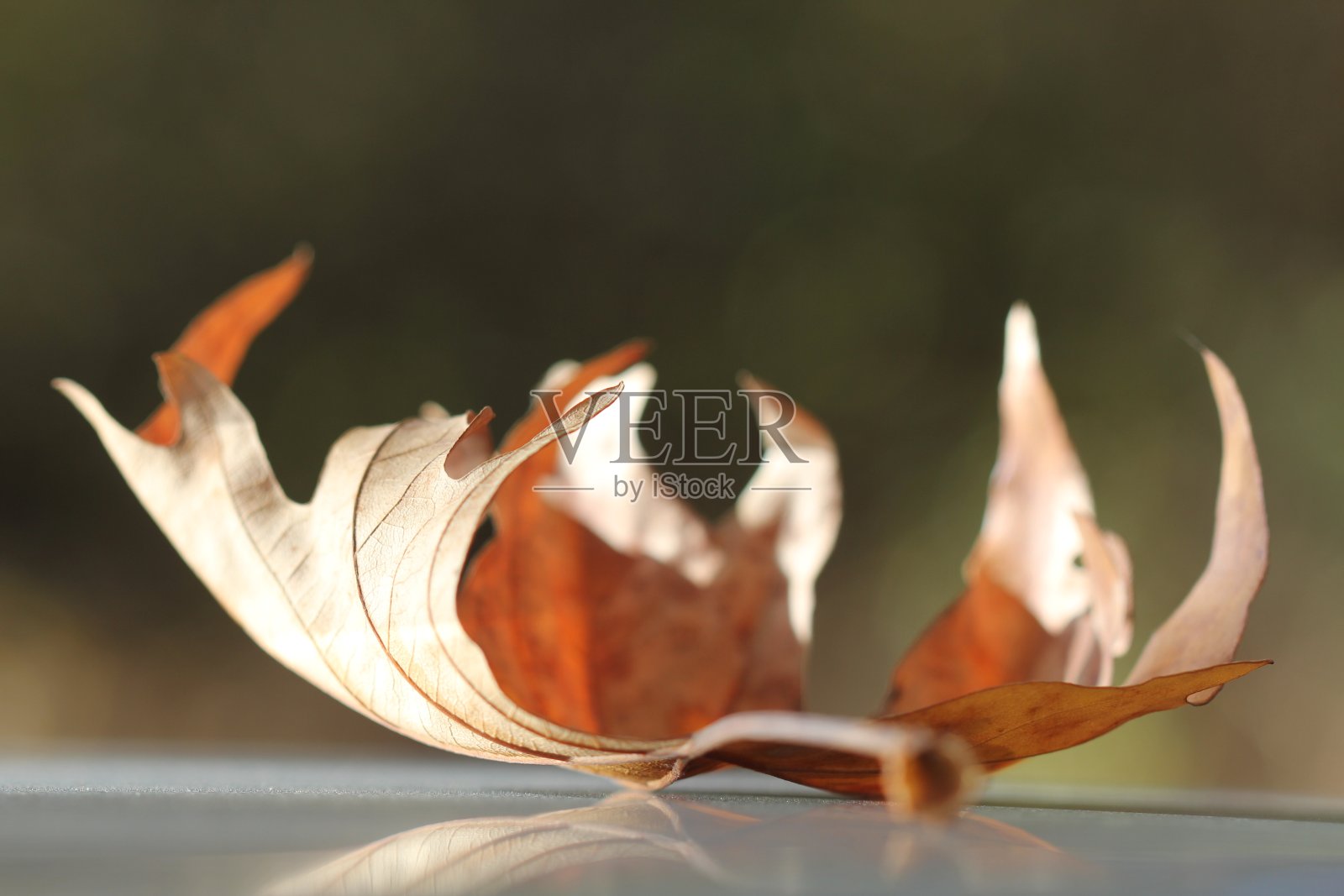 叶照片摄影图片