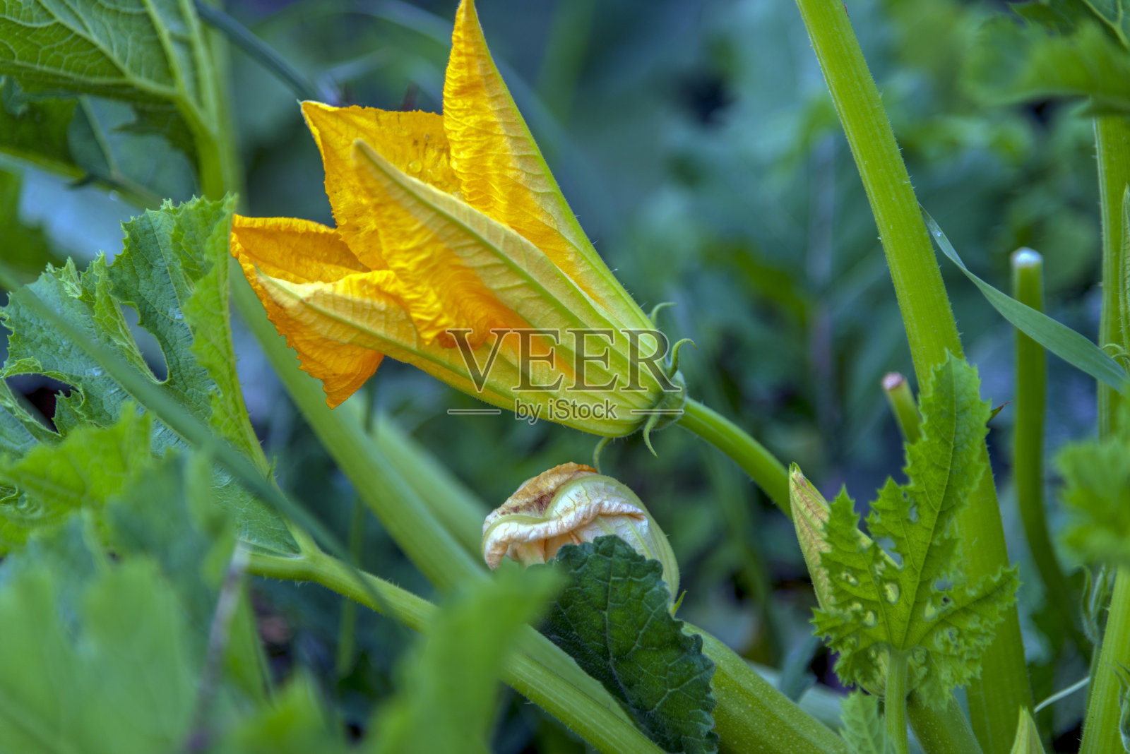 西葫芦在蔬菜园里开花和成熟的果实照片摄影图片