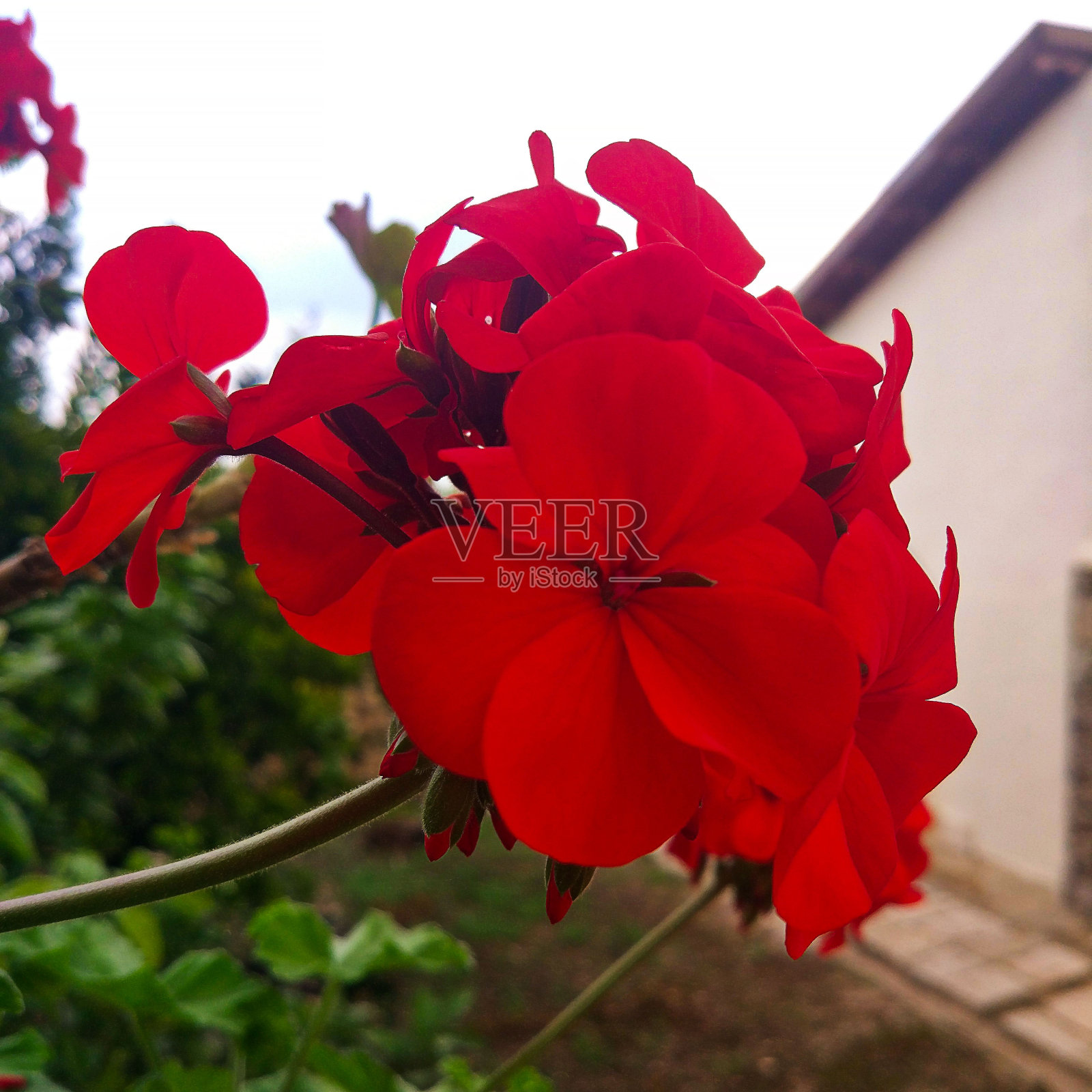 红色天竺葵花照片摄影图片