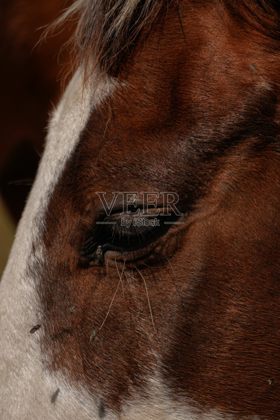 闭上满是苍蝇的马眼照片摄影图片