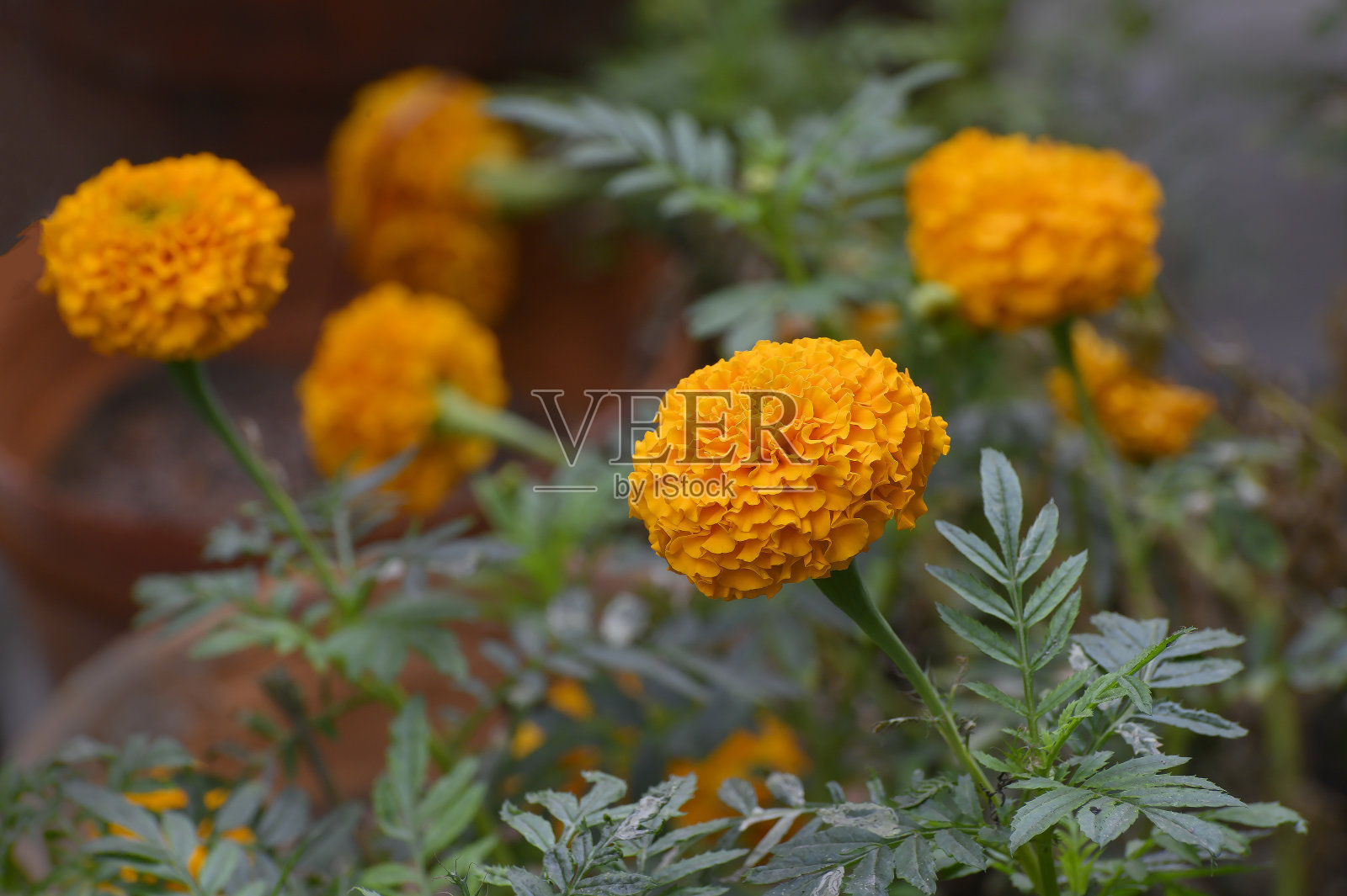 万寿菊或万寿菊，在孟加拉语中被称为干达花，生长在印度西孟加拉邦的豪拉。照片摄影图片