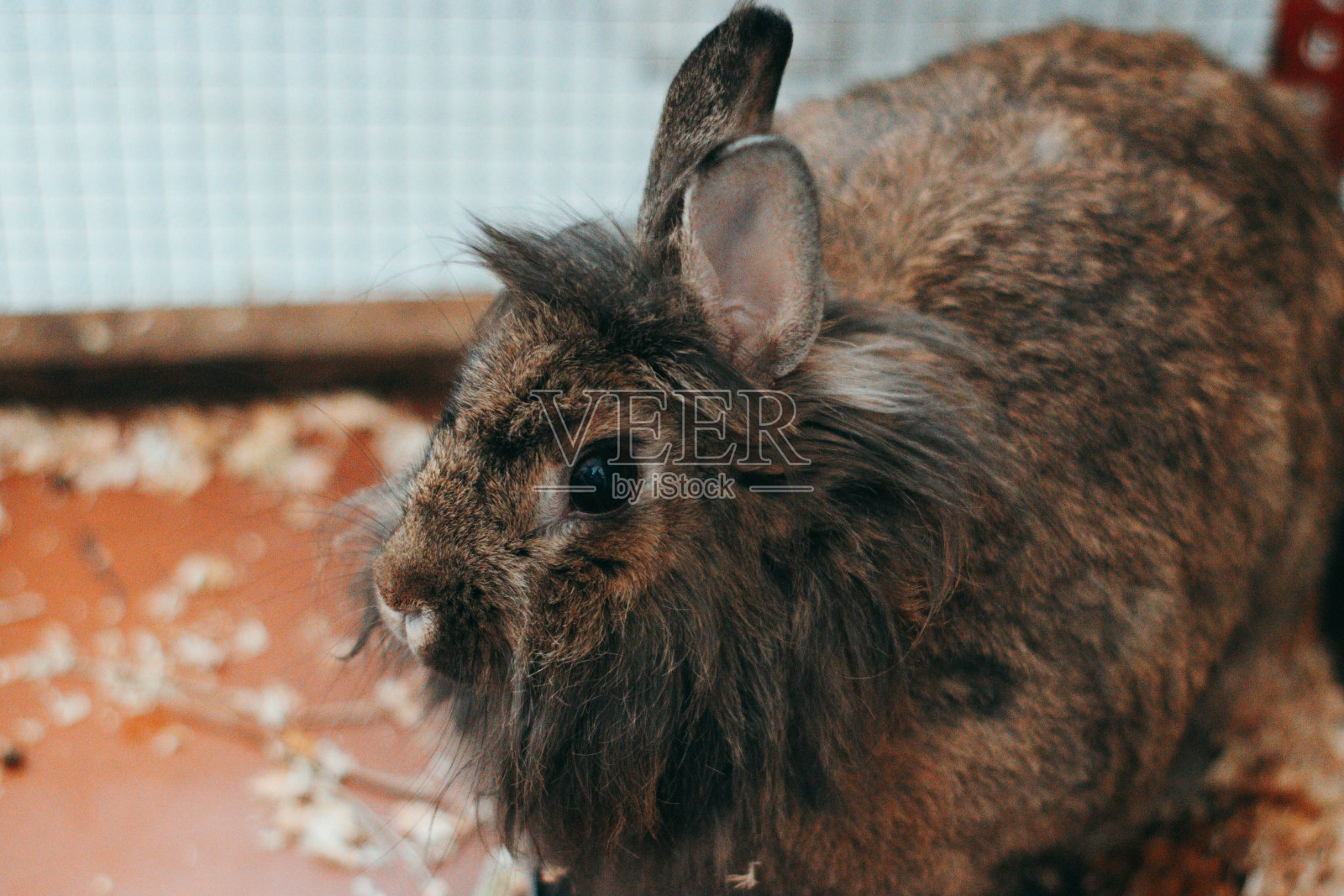 兔子狮子鬃毛照片摄影图片