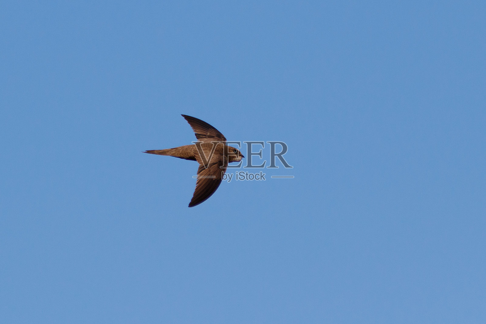 苍白雨燕照片摄影图片