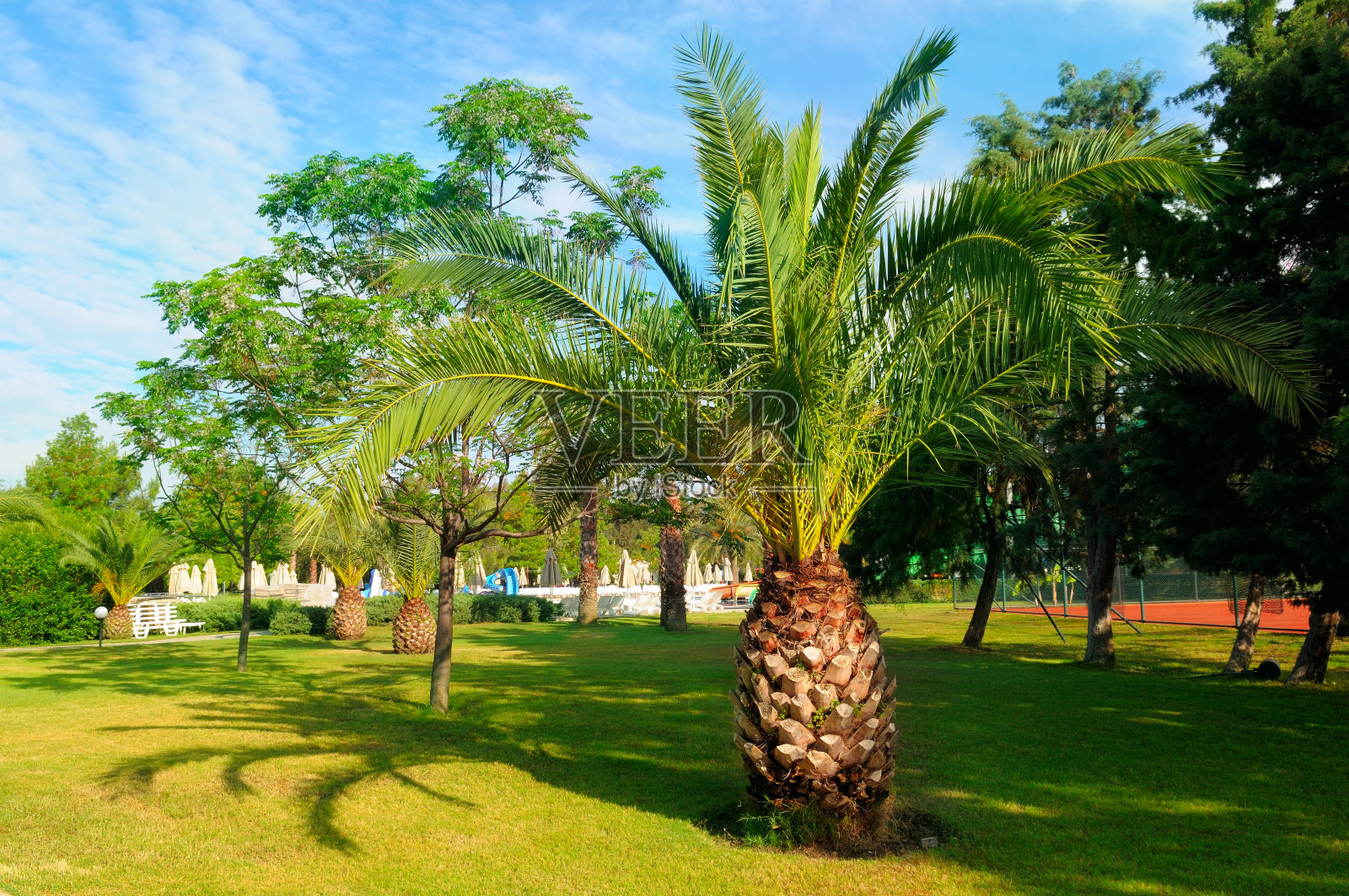棕榈树在绿色的草坪上。概念-度假和旅游。照片摄影图片