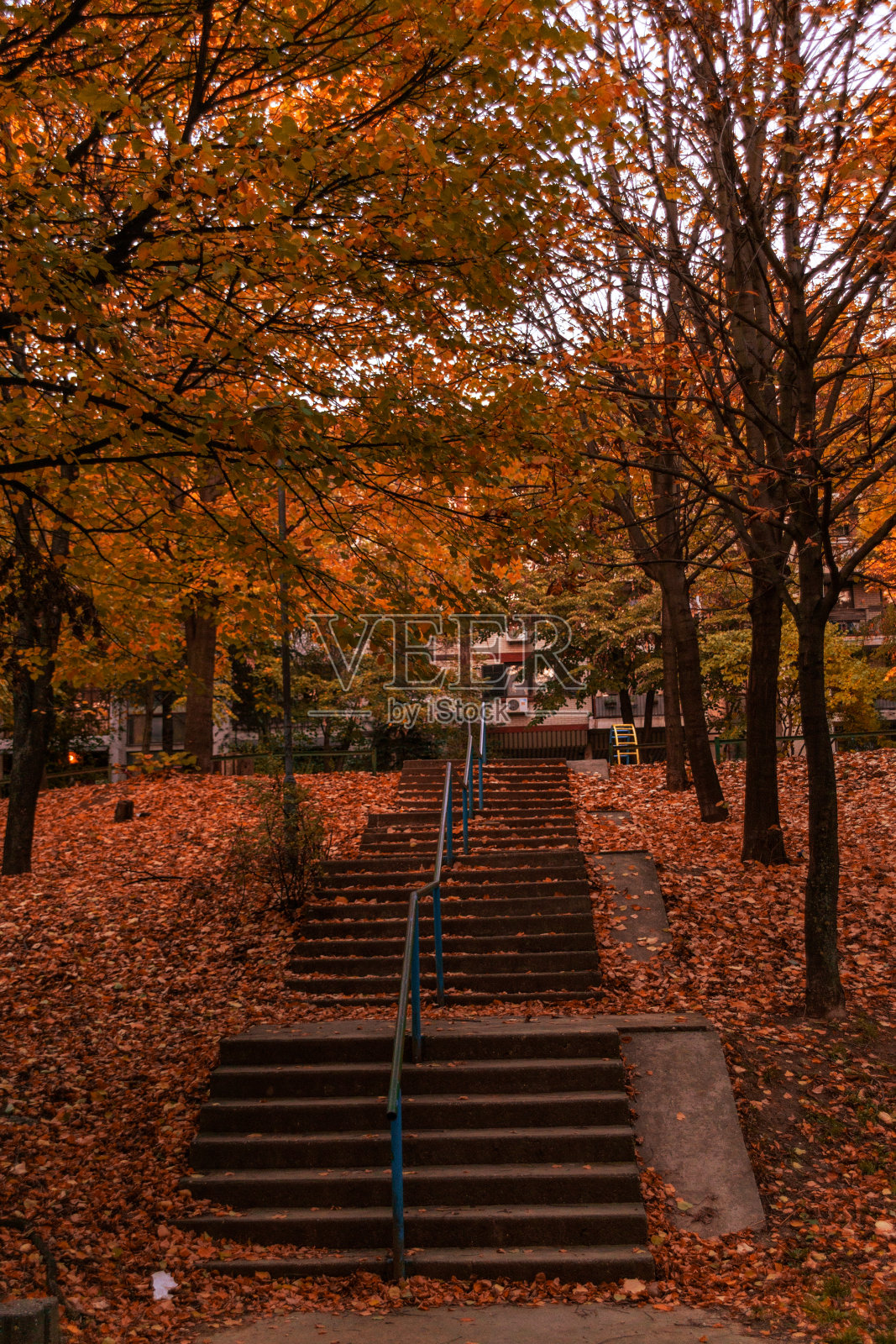 树叶覆盖的楼梯照片摄影图片