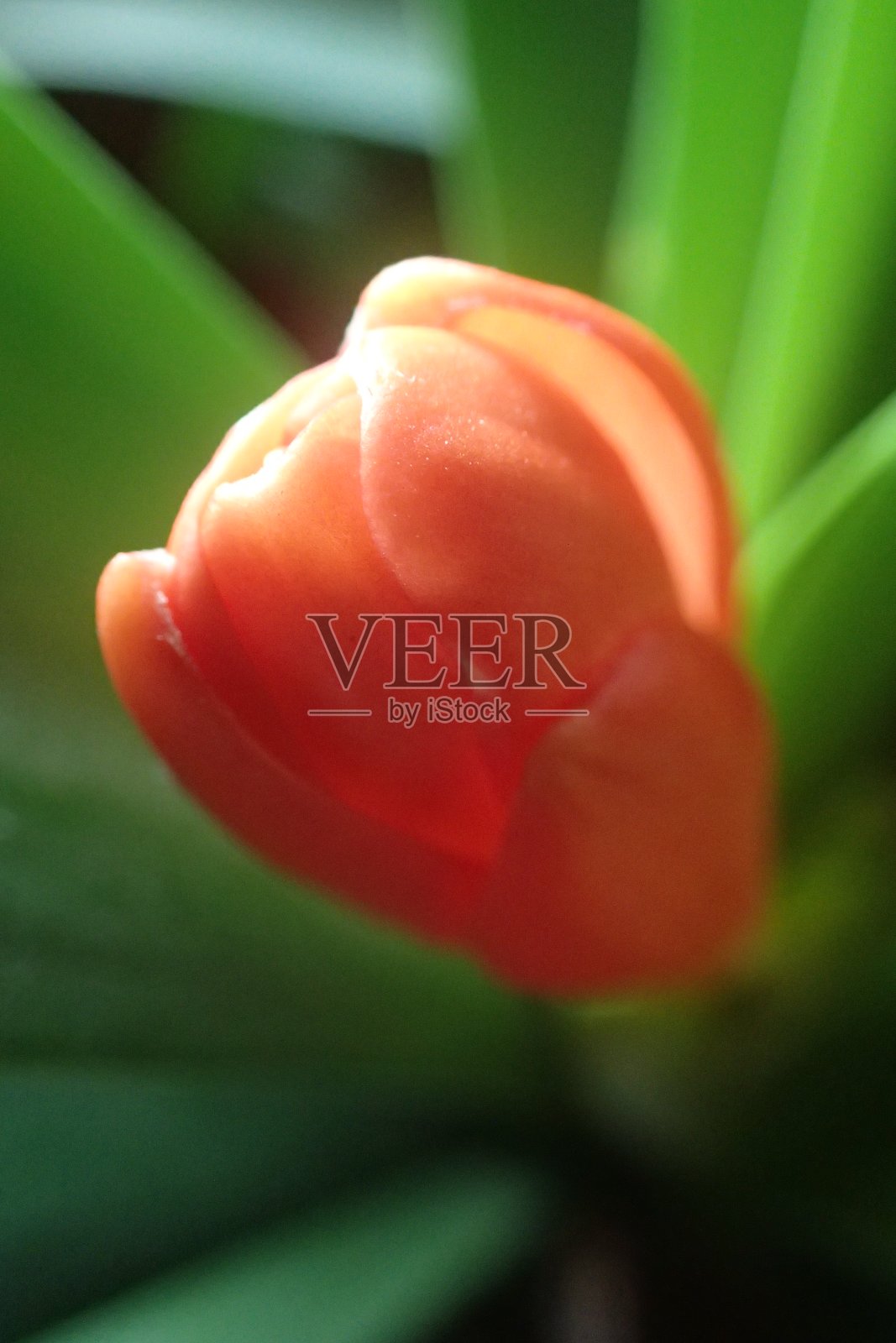 有红色花蕾的君子兰照片摄影图片