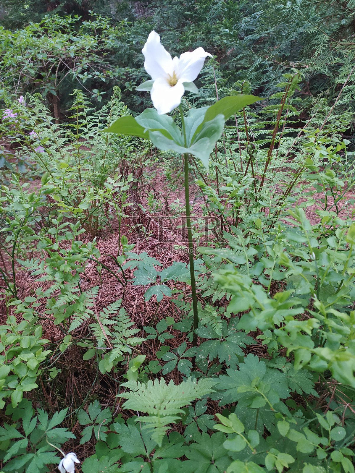 一朵白色的花照片摄影图片