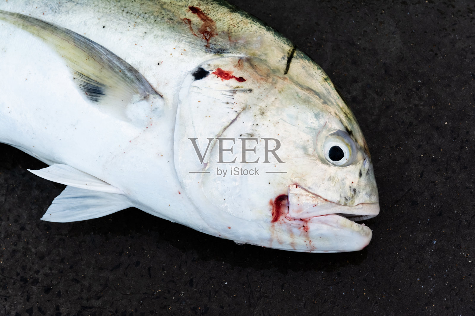 死鱼在渔民聚居地的地板上等待出售。照片摄影图片