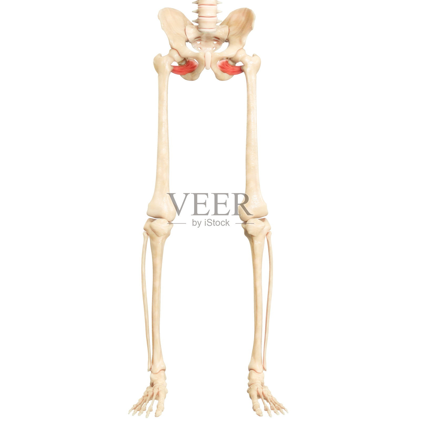 人体肌肉系统腿部肌肉闭孔外肌解剖照片摄影图片