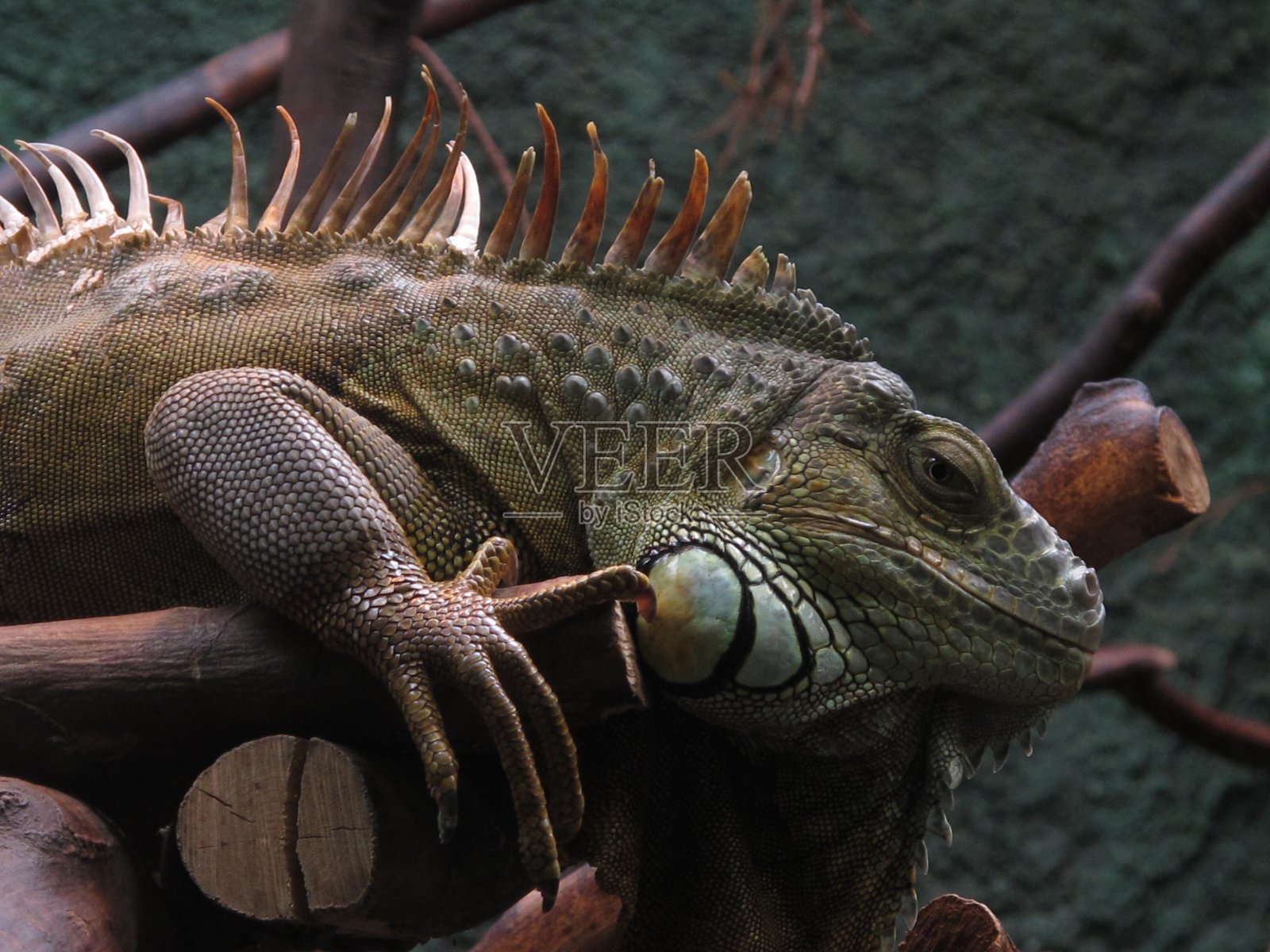 鬣蜥蜥照片摄影图片