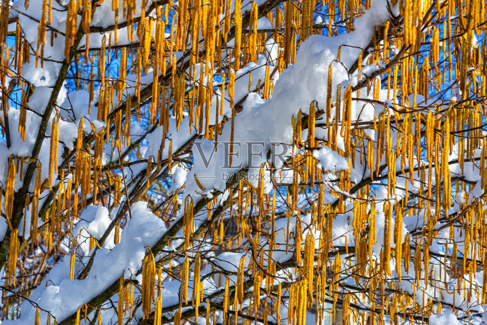 榛果，榛果的花序和树枝被雪覆盖照片摄影图片