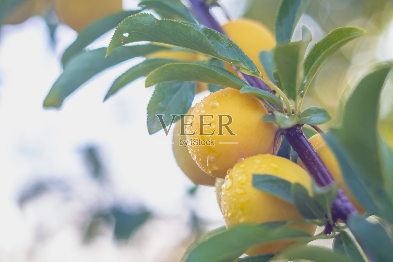 黄梅在雨后的水滴落在树枝上照片摄影图片