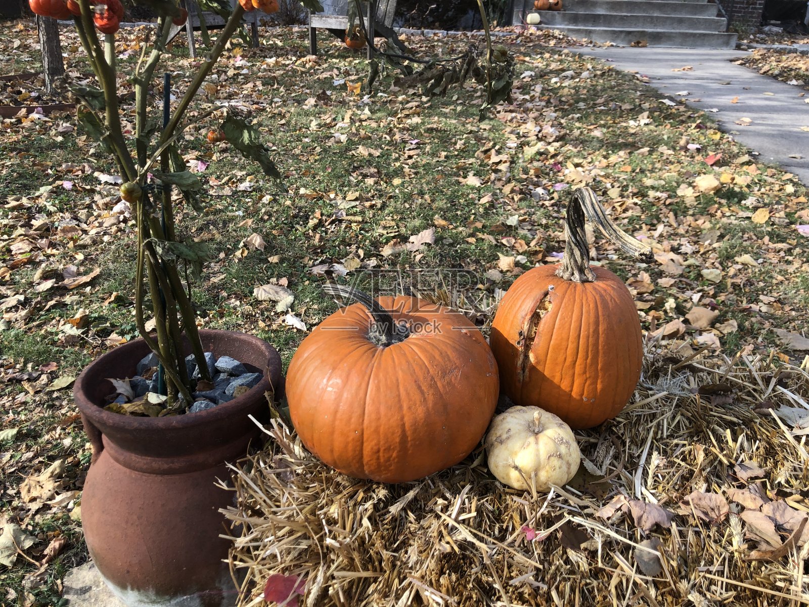 南瓜草坪上显示照片摄影图片