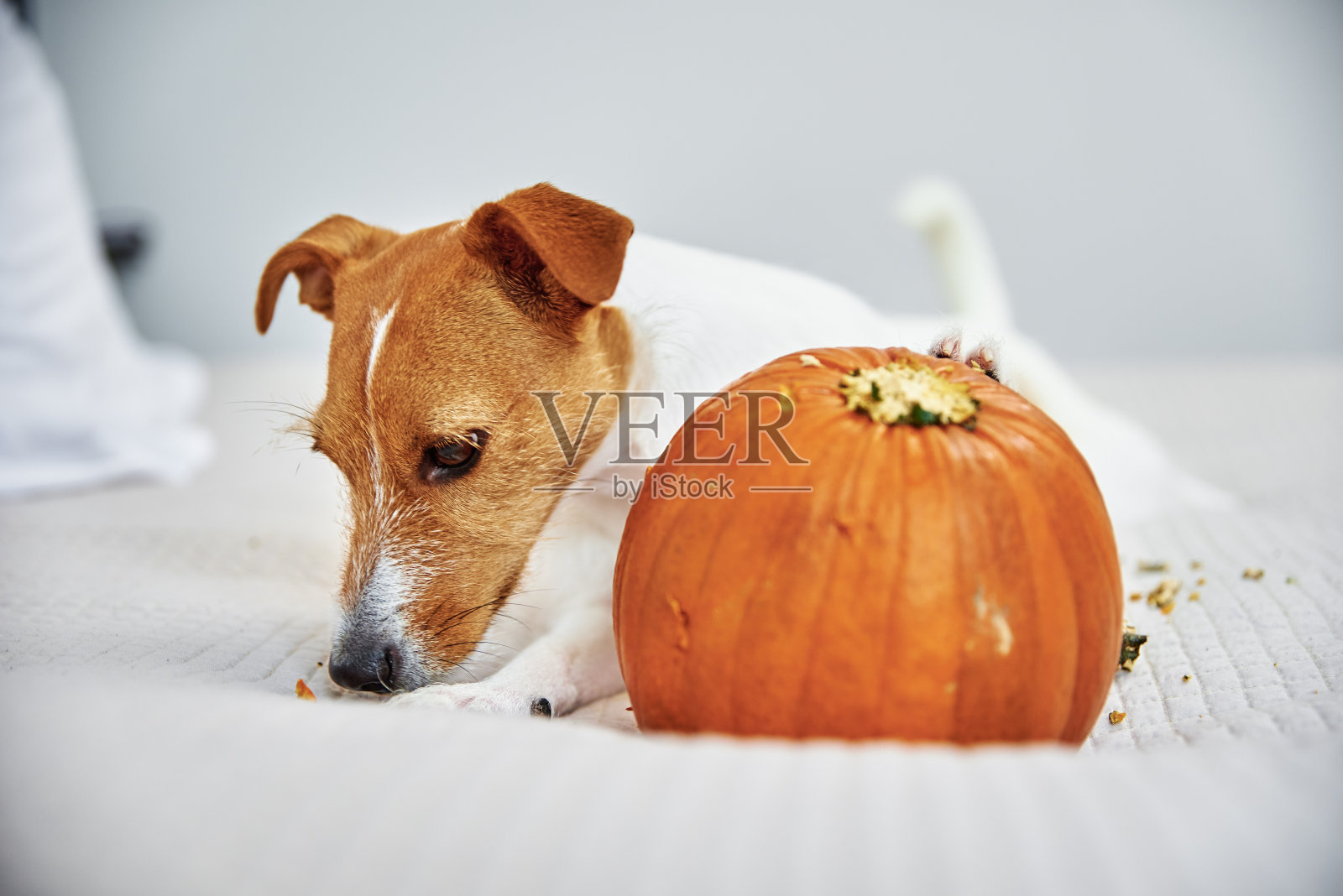 狗在室内啃橙色的南瓜照片摄影图片