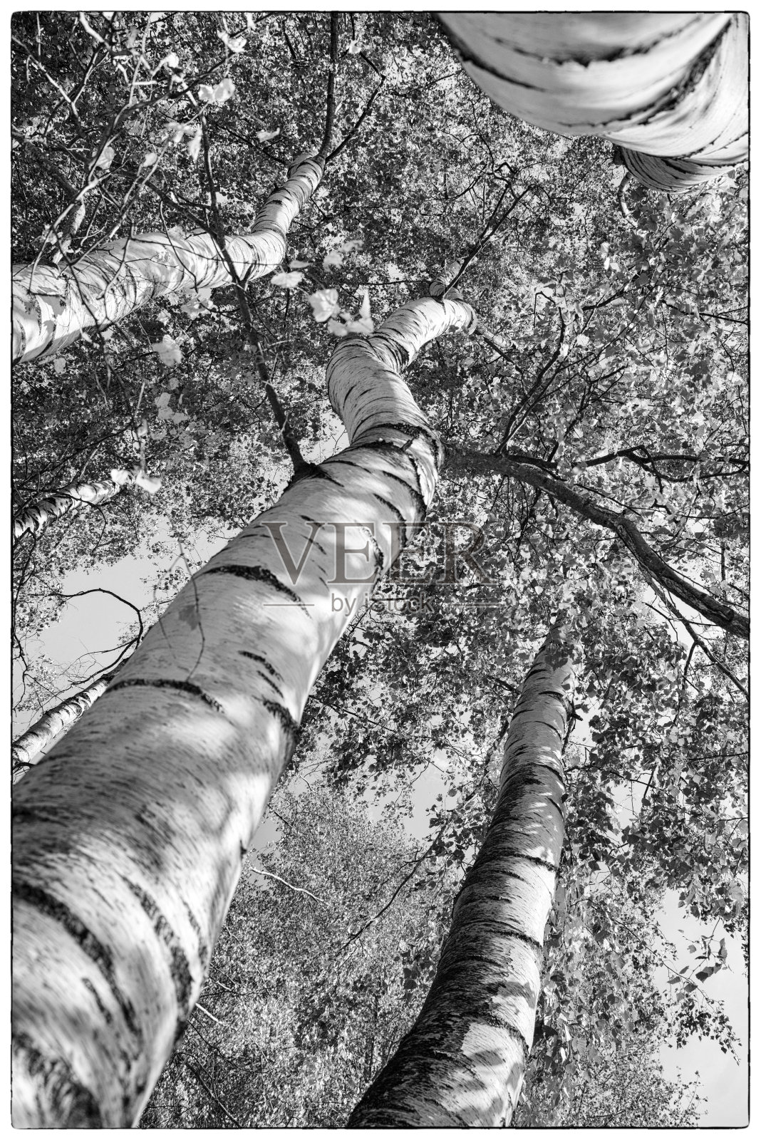 组与4棵桦树在极端广角透视黑白照片摄影图片