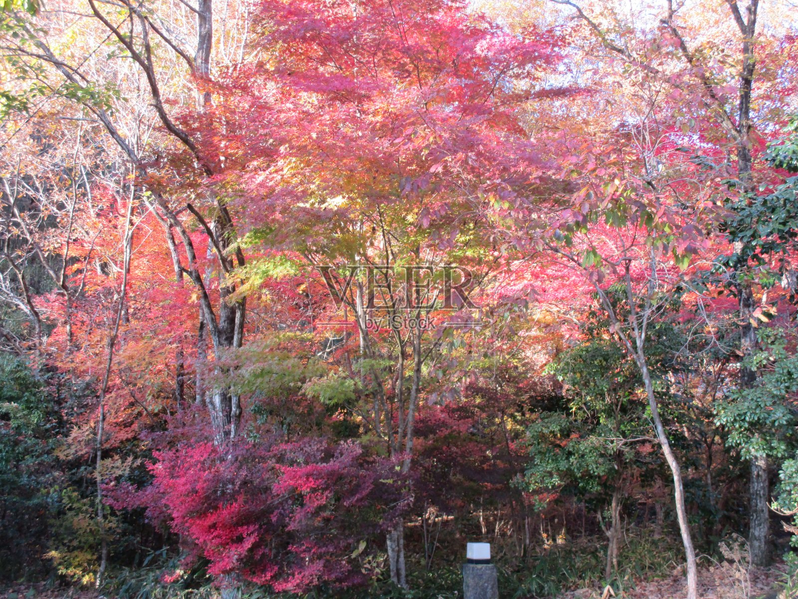 深秋的熊本县小国镇美丽的里山秋叶照片摄影图片