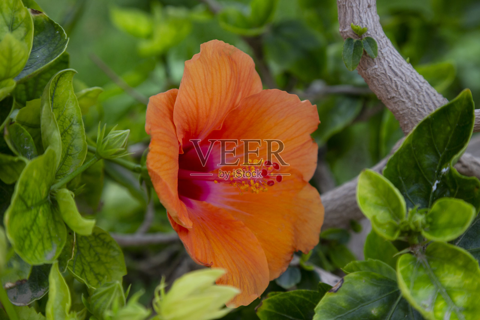 树上盛开的橙色芙蓉花，美丽的自然花卉背景照片摄影图片