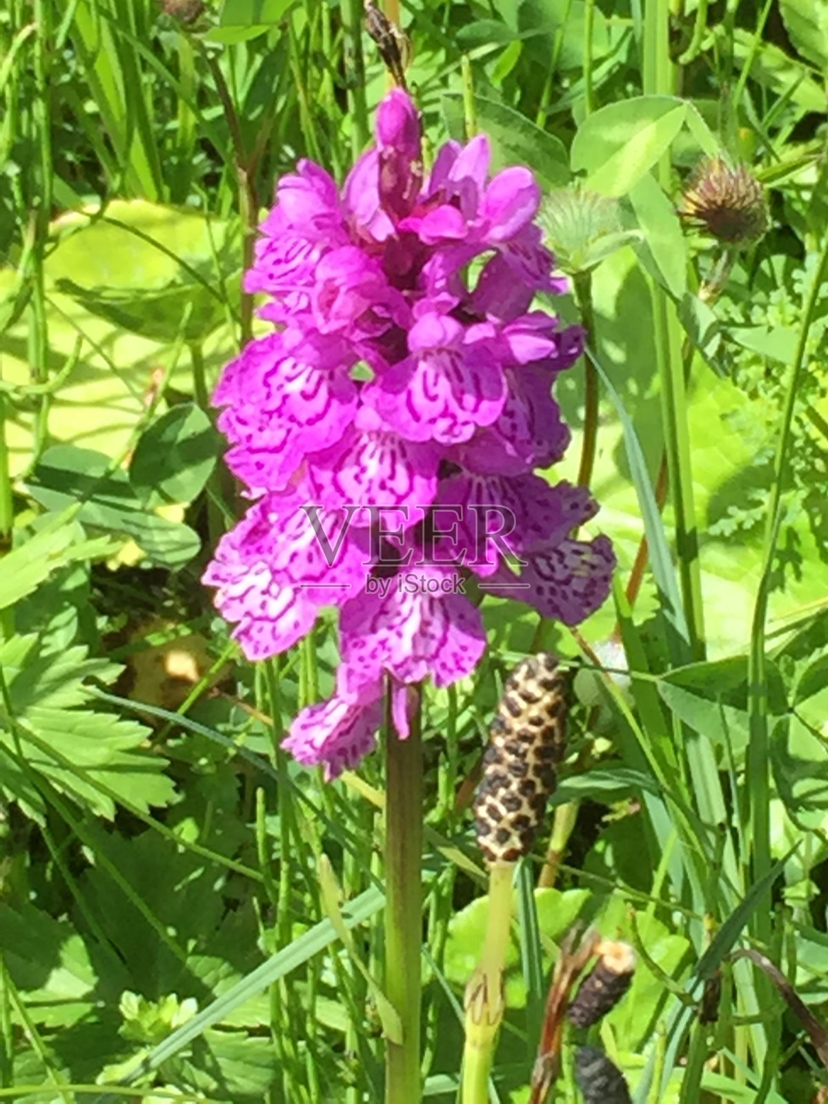 兰花照片摄影图片