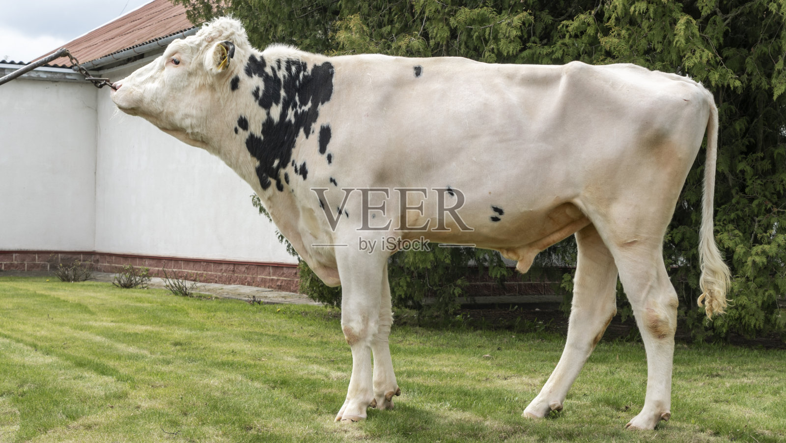 农场里的部落公牛。展台上的白牛是荷斯坦奶牛品种的生产者。照片摄影图片