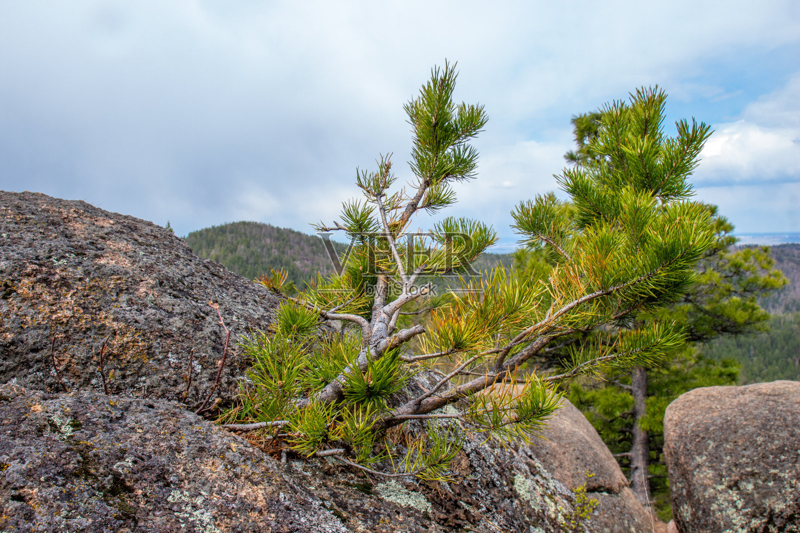 悬崖顶上的一棵树照片摄影图片