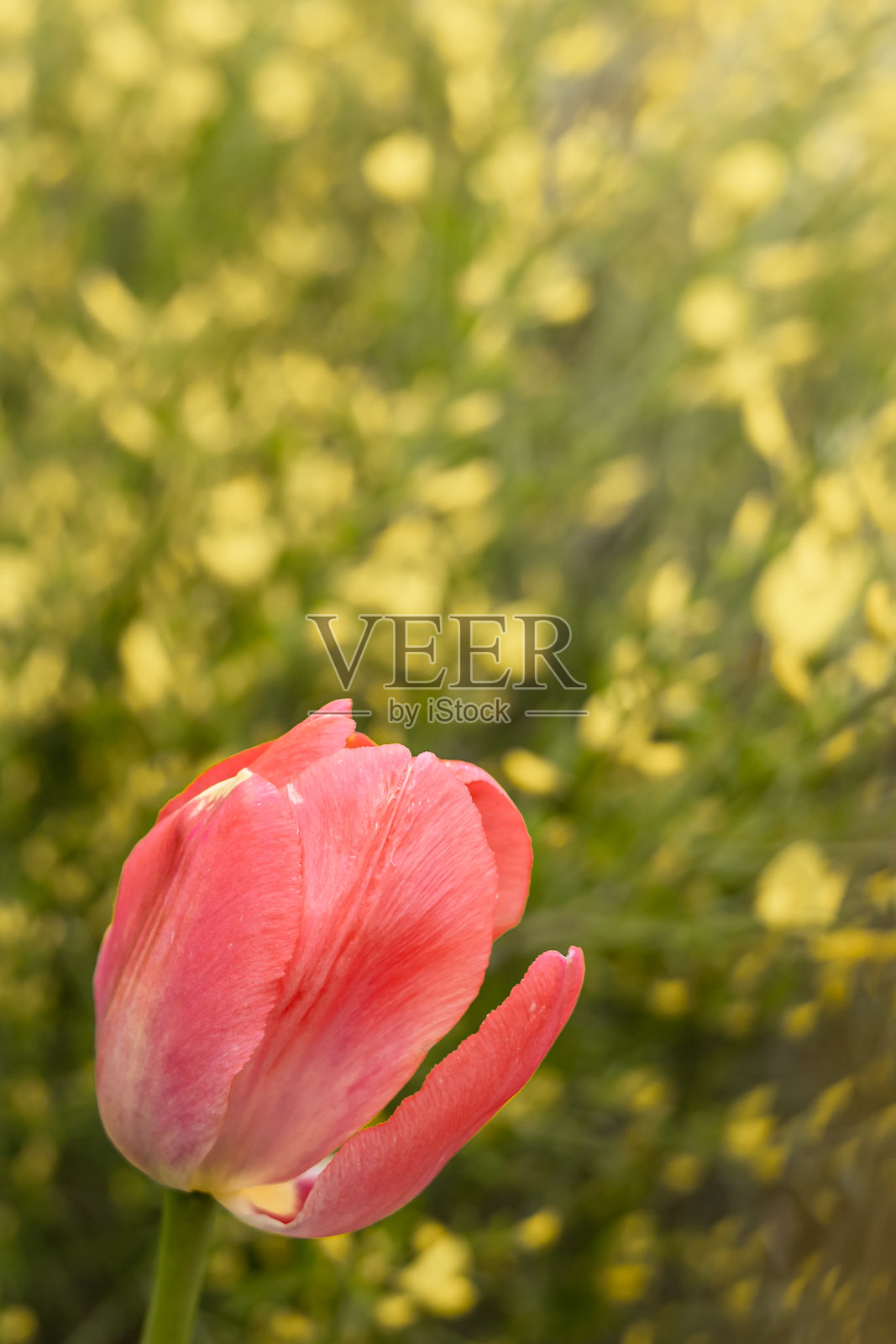 春天的背景是粉红色的郁金香花。照片摄影图片