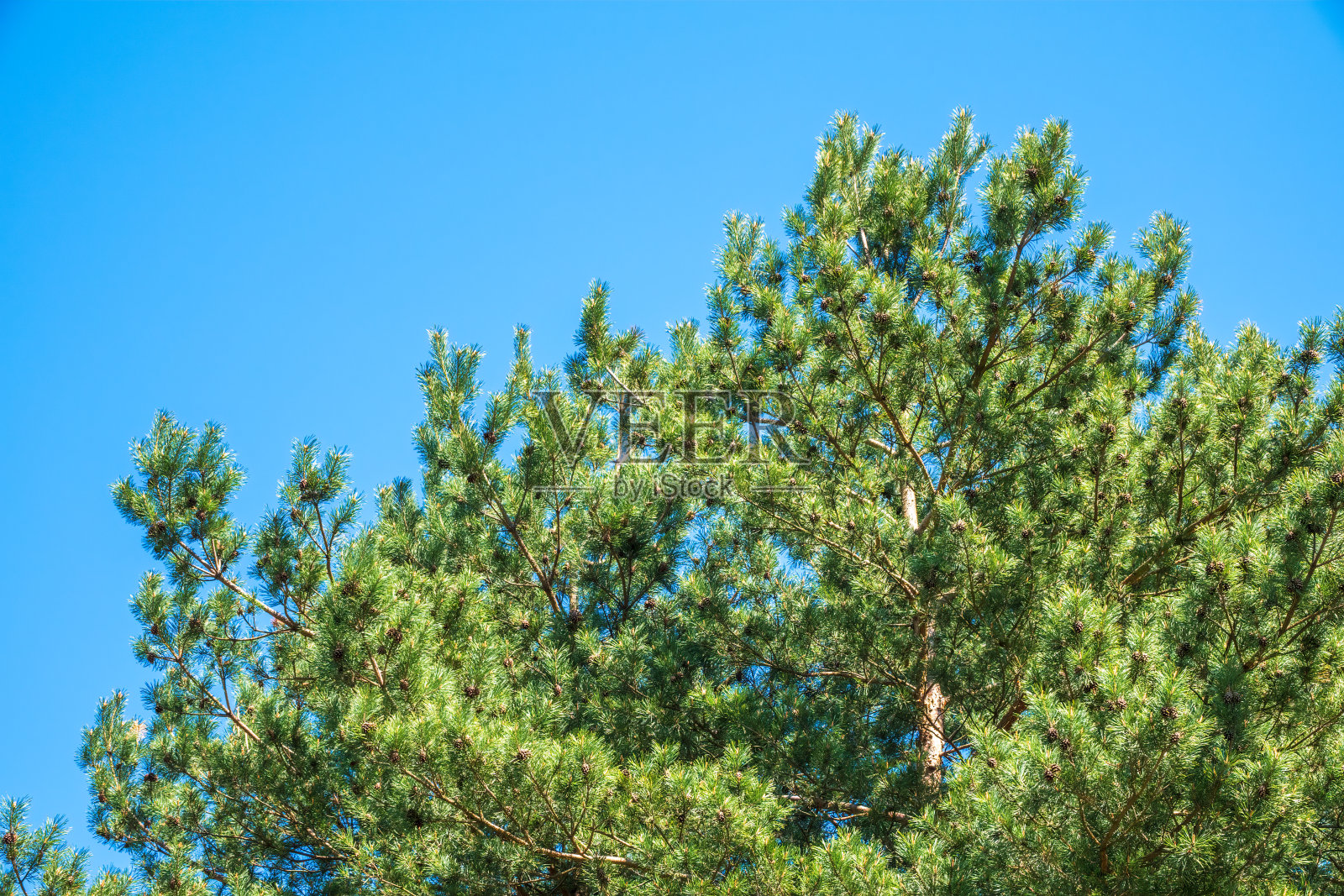 绿色的松树与长长的针在蓝色的天空的背景。清新,自然,概念。拉丁:松果体brutia照片摄影图片