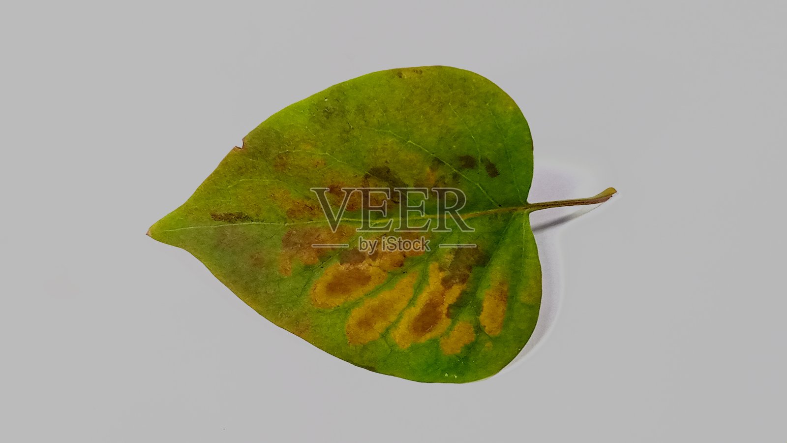 绿色的秋天丁香叶孤立在白色的背景。照片摄影图片