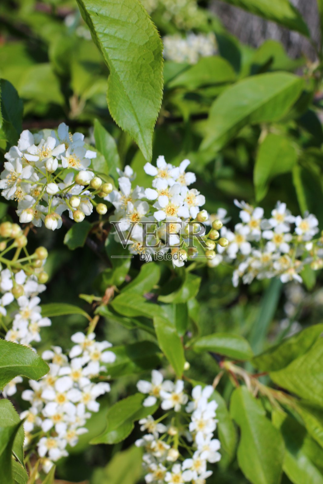 鸟樱树开花，叶淡绿照片摄影图片