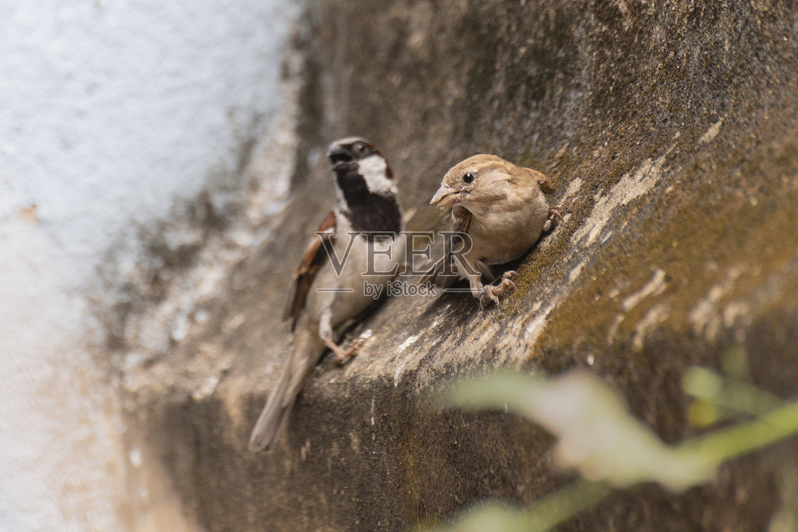 家雀自然存量形象照片摄影图片