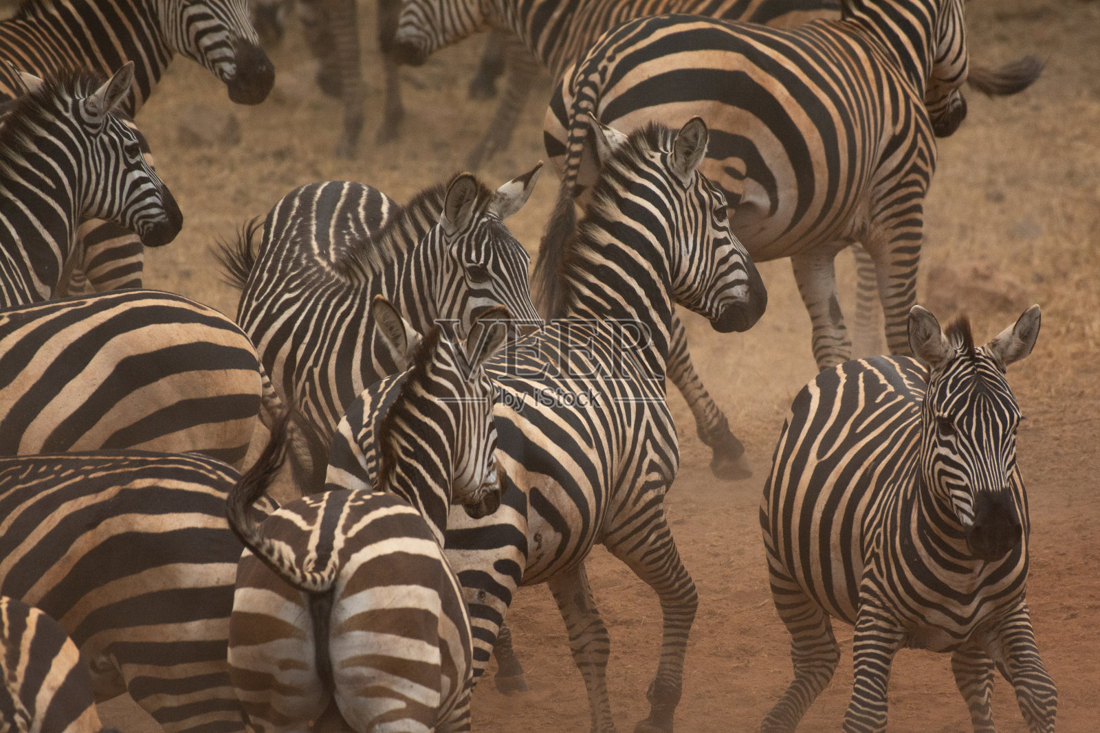非洲大草原上肯尼亚的斑马。照片摄影图片