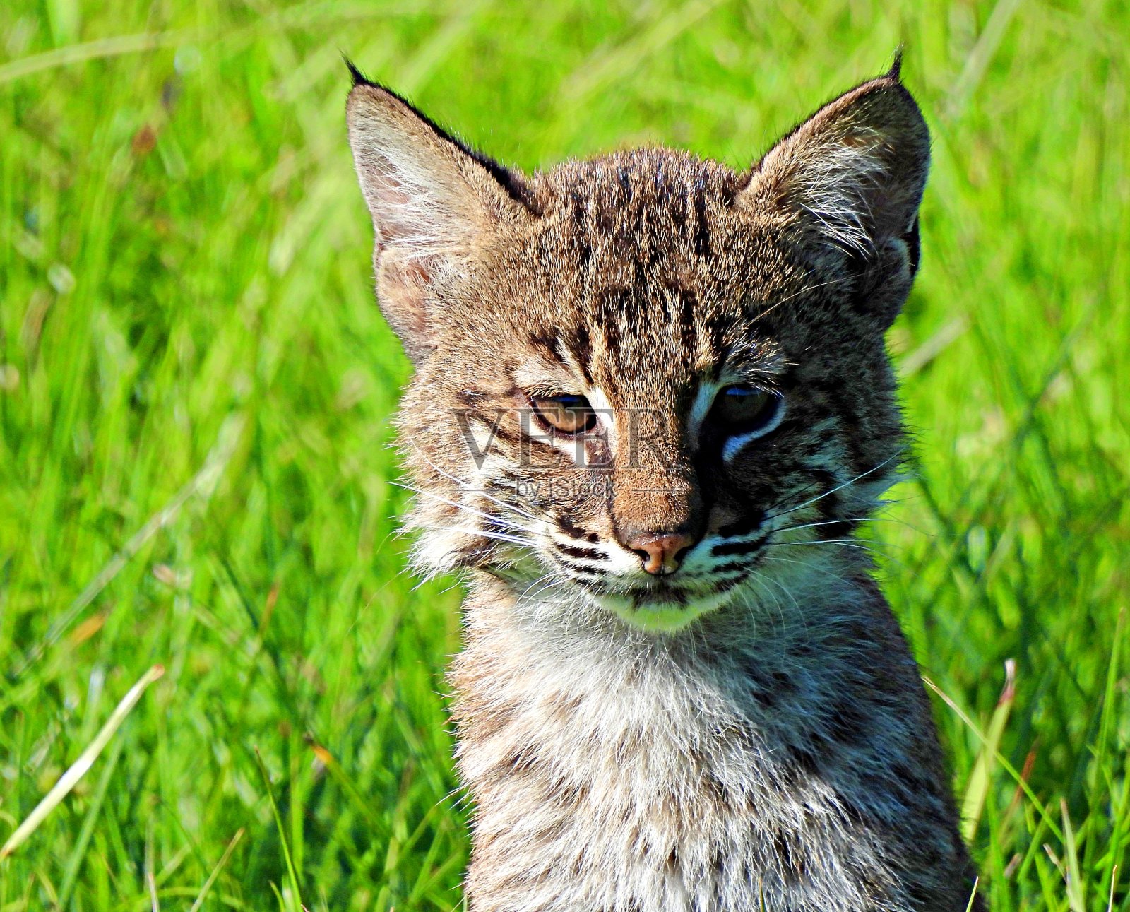 山猫(山猫鲁弗斯)小猫-肖像照片摄影图片