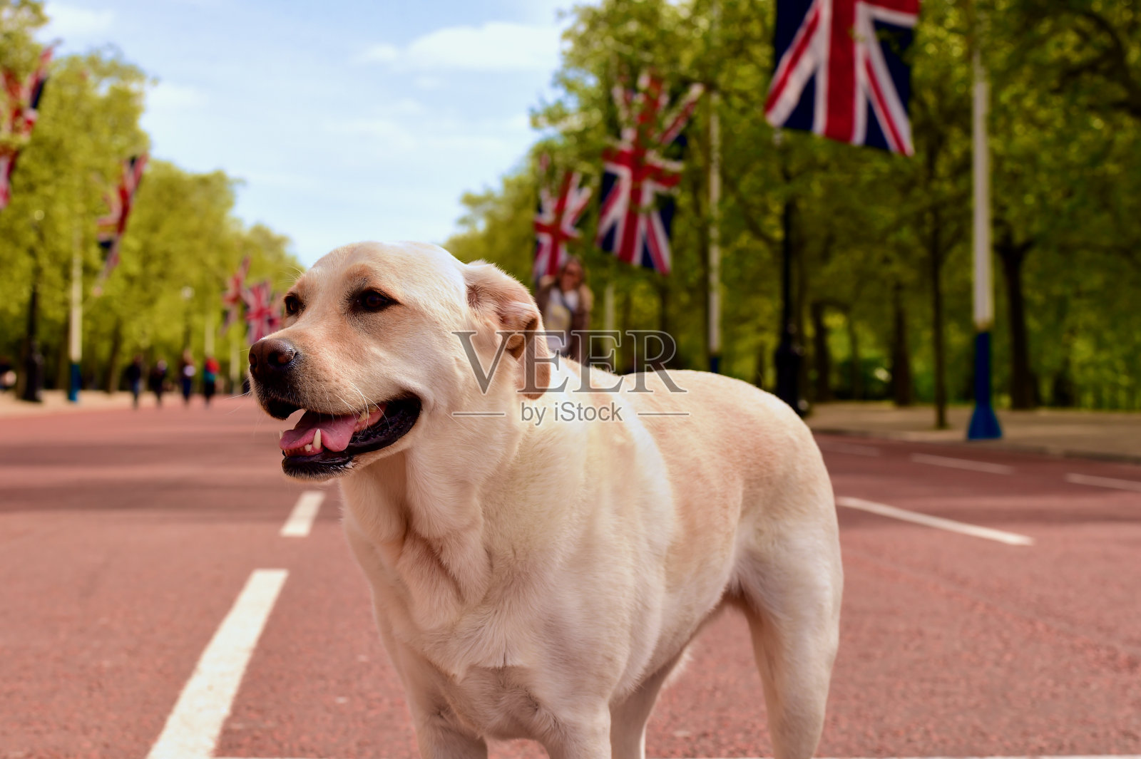 拉布拉多寻回犬访问伦敦照片摄影图片
