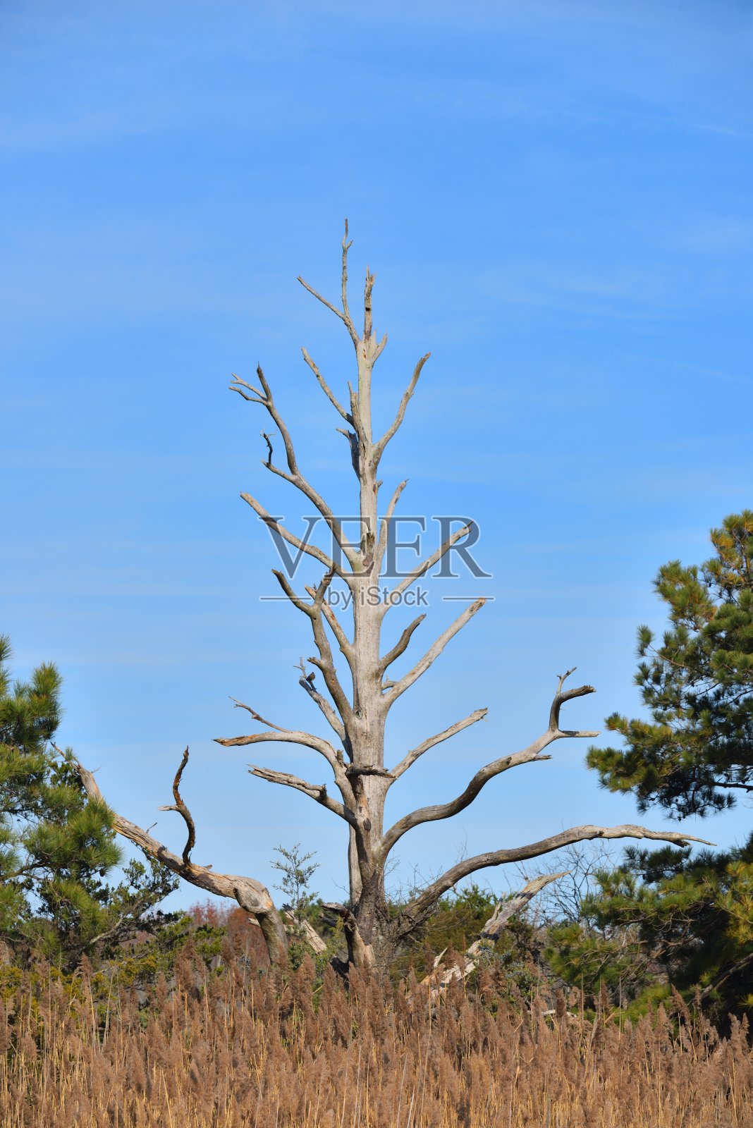 盐沼障碍照片摄影图片