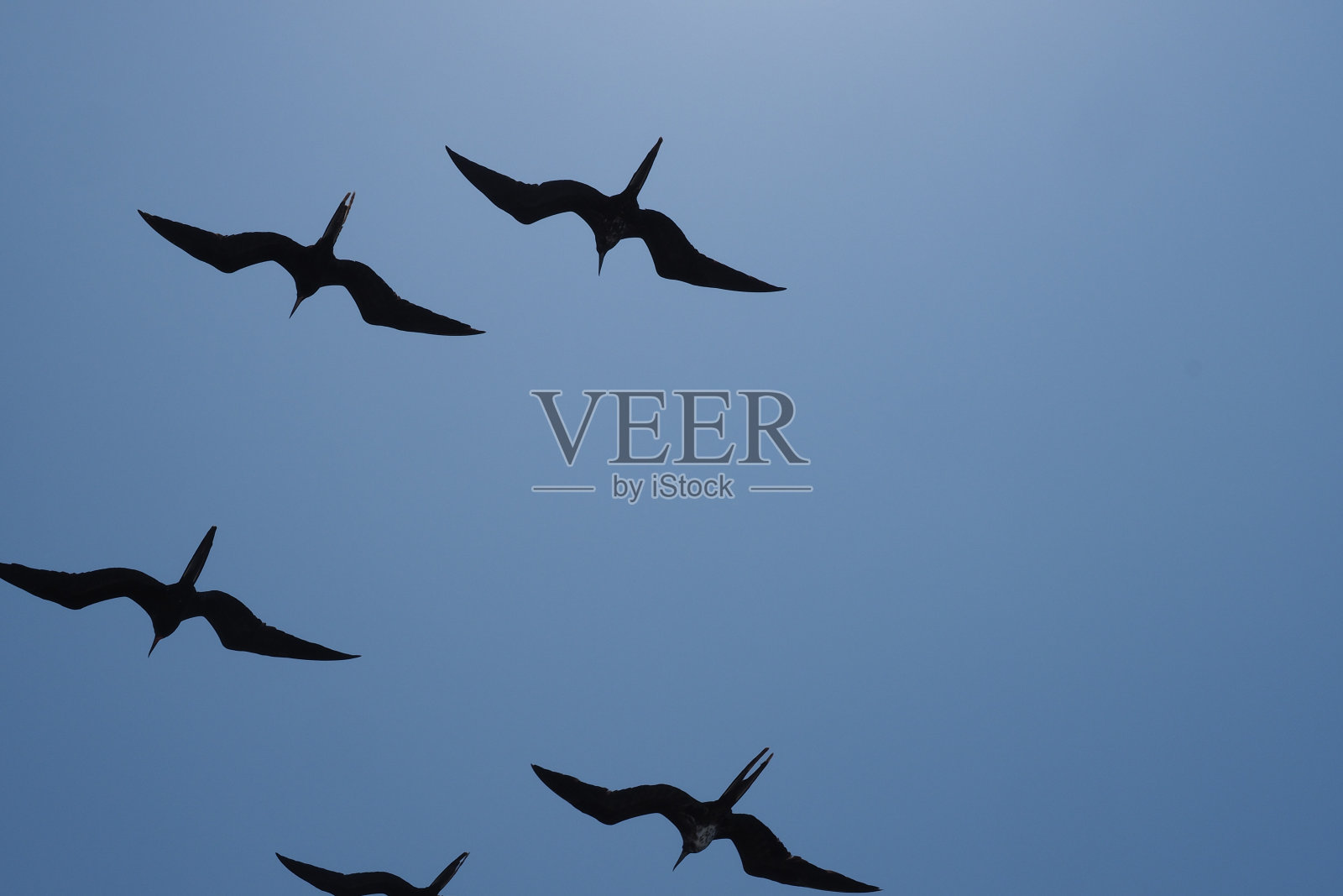 军舰鸟在飞行，圣地亚哥，加拉帕戈斯群岛照片摄影图片