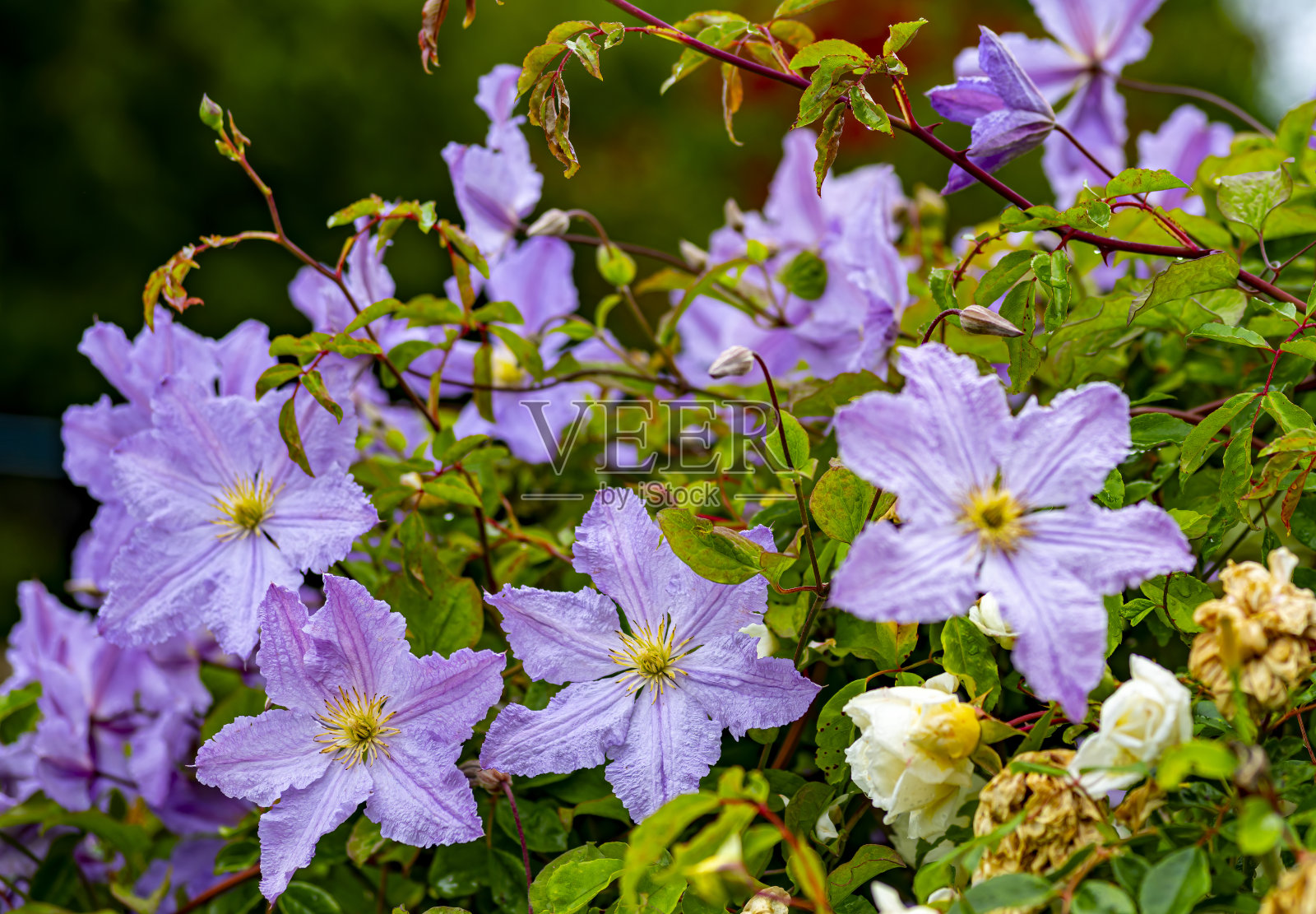 铁线莲西科尔斯基将军照片摄影图片