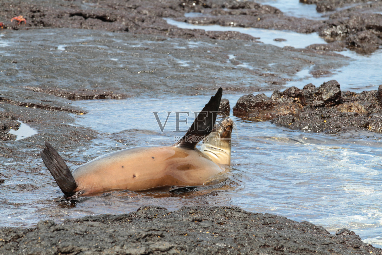 埃加斯港，圣地亚哥，加拉帕戈斯群岛，第 2 部分照片摄影图片