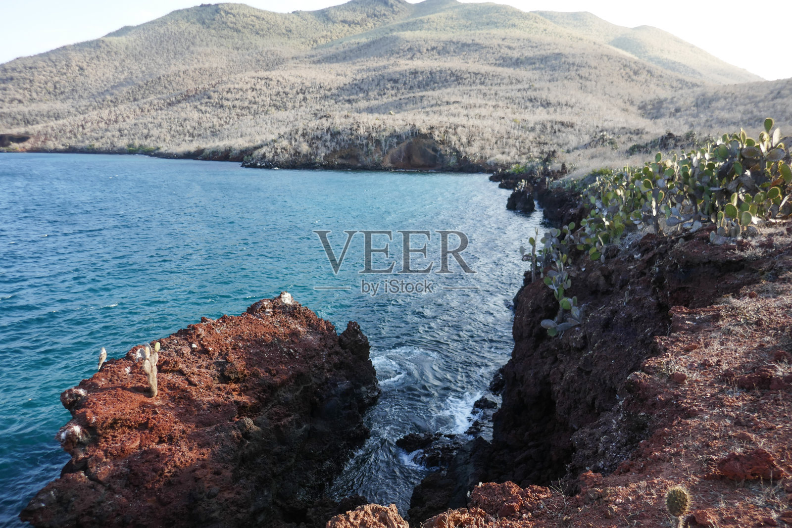 加拉帕戈斯群岛的拉比达仙人掌照片摄影图片