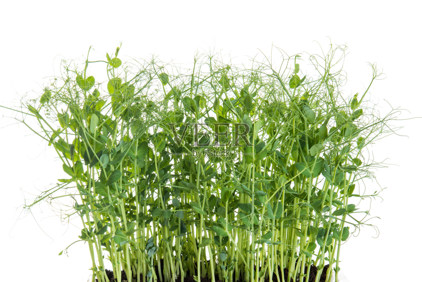 在塑料容器中的豌豆幼苗照片摄影图片