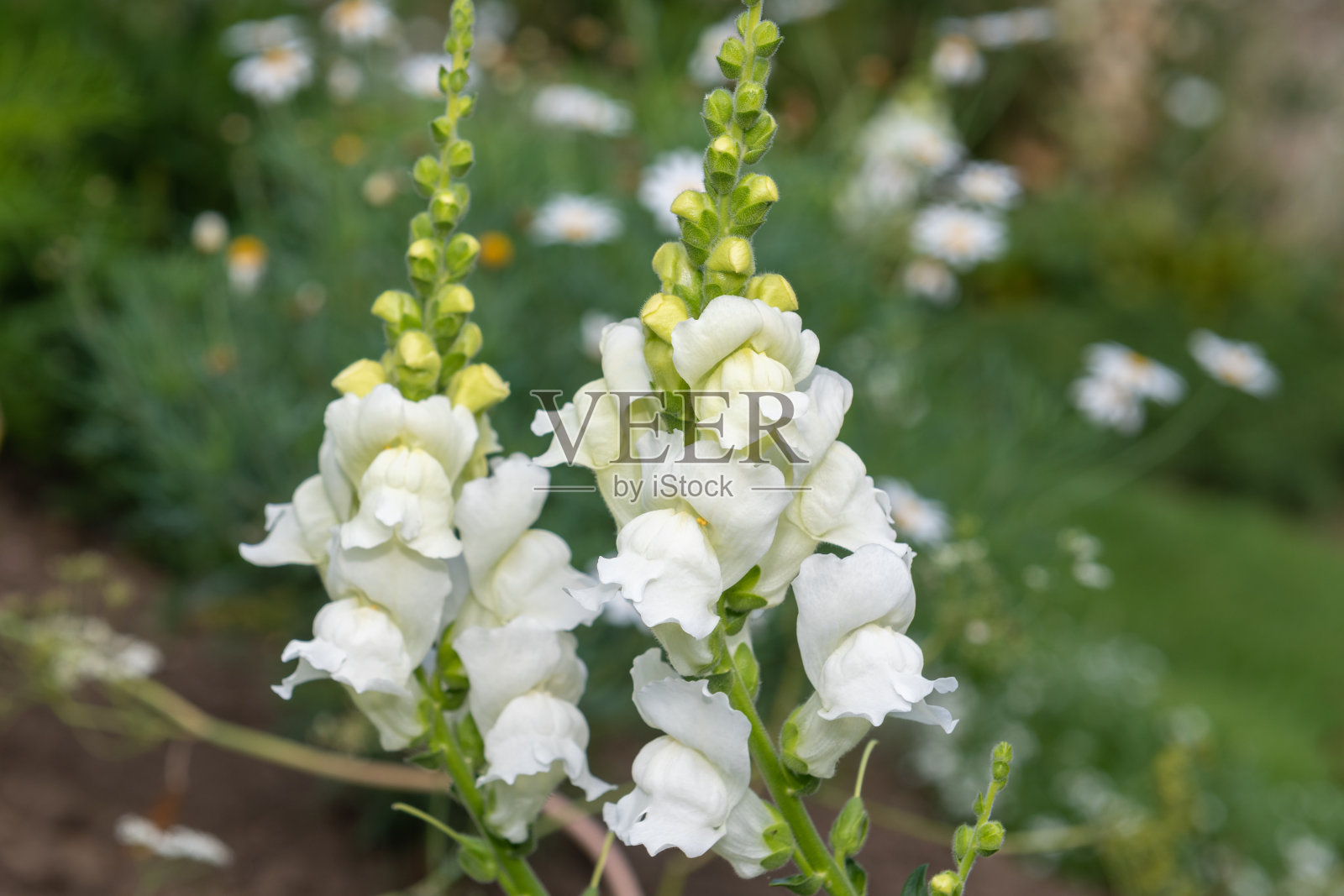 金鱼草(金鱼草)花照片摄影图片