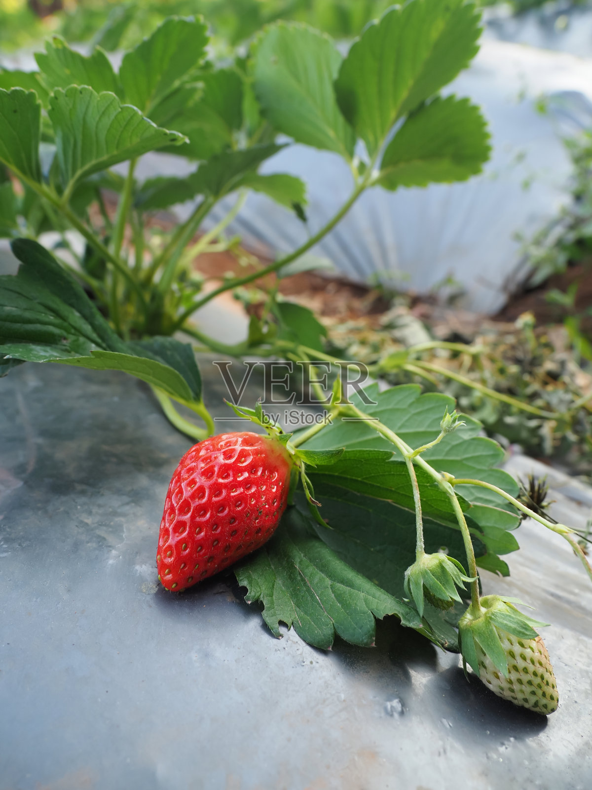有机草莓事业中照片摄影图片
