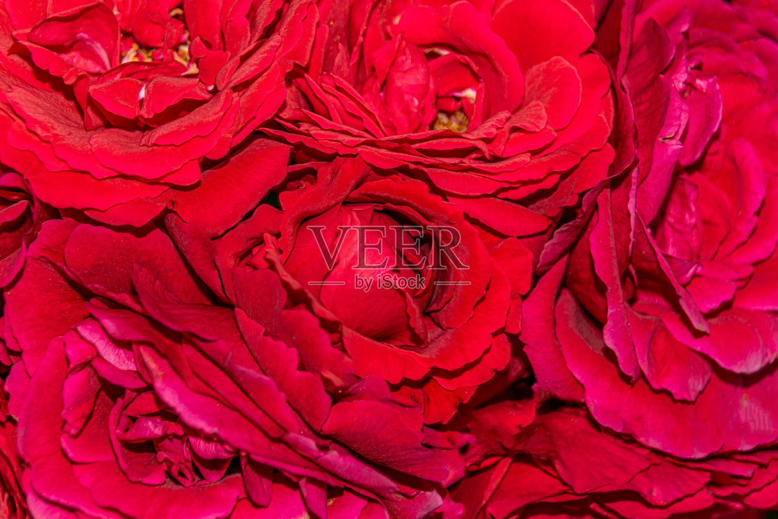 红玫瑰天鹅绒宏观特写照片摄影图片