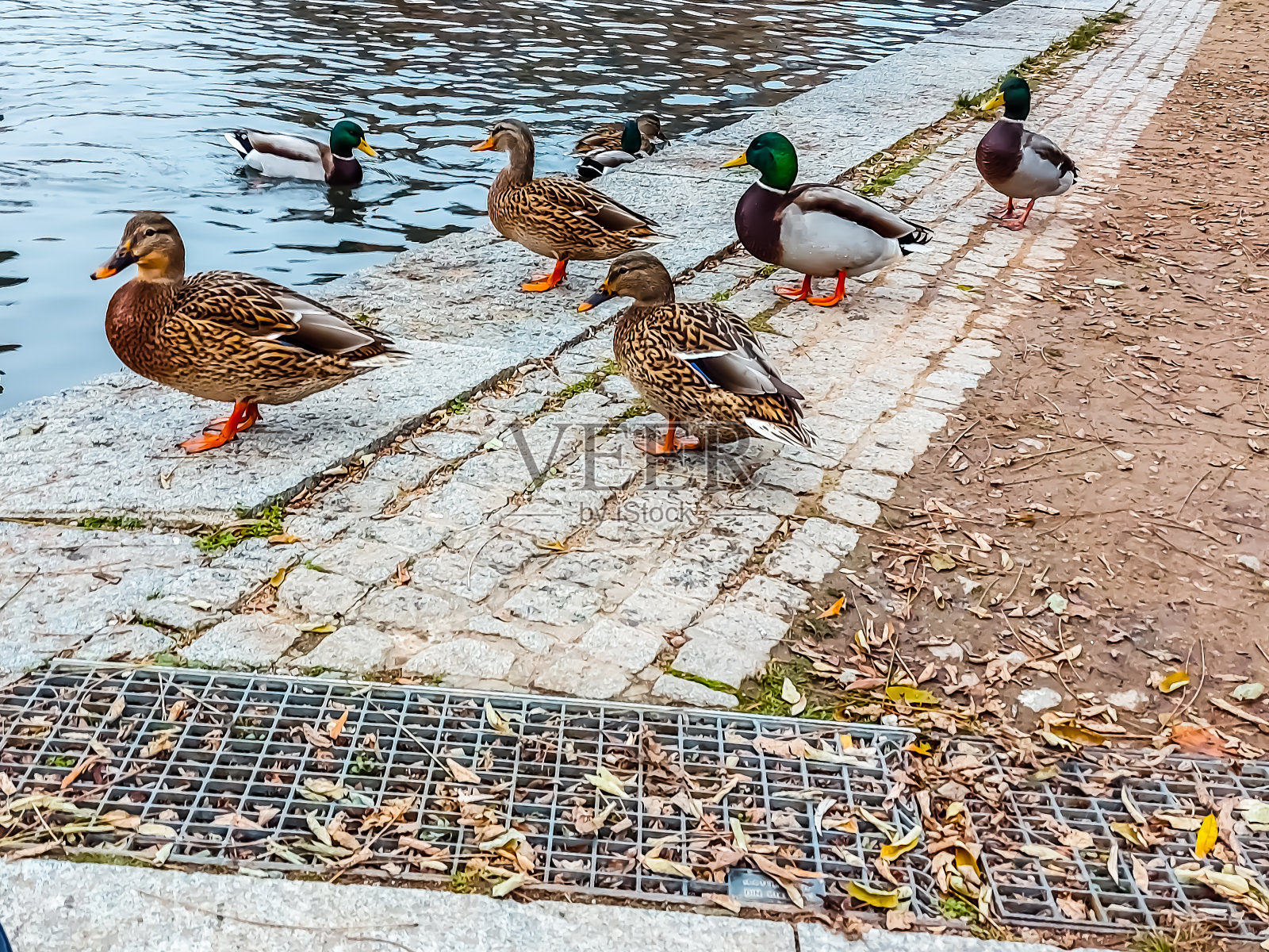 鸭子在池塘里游来游去照片摄影图片