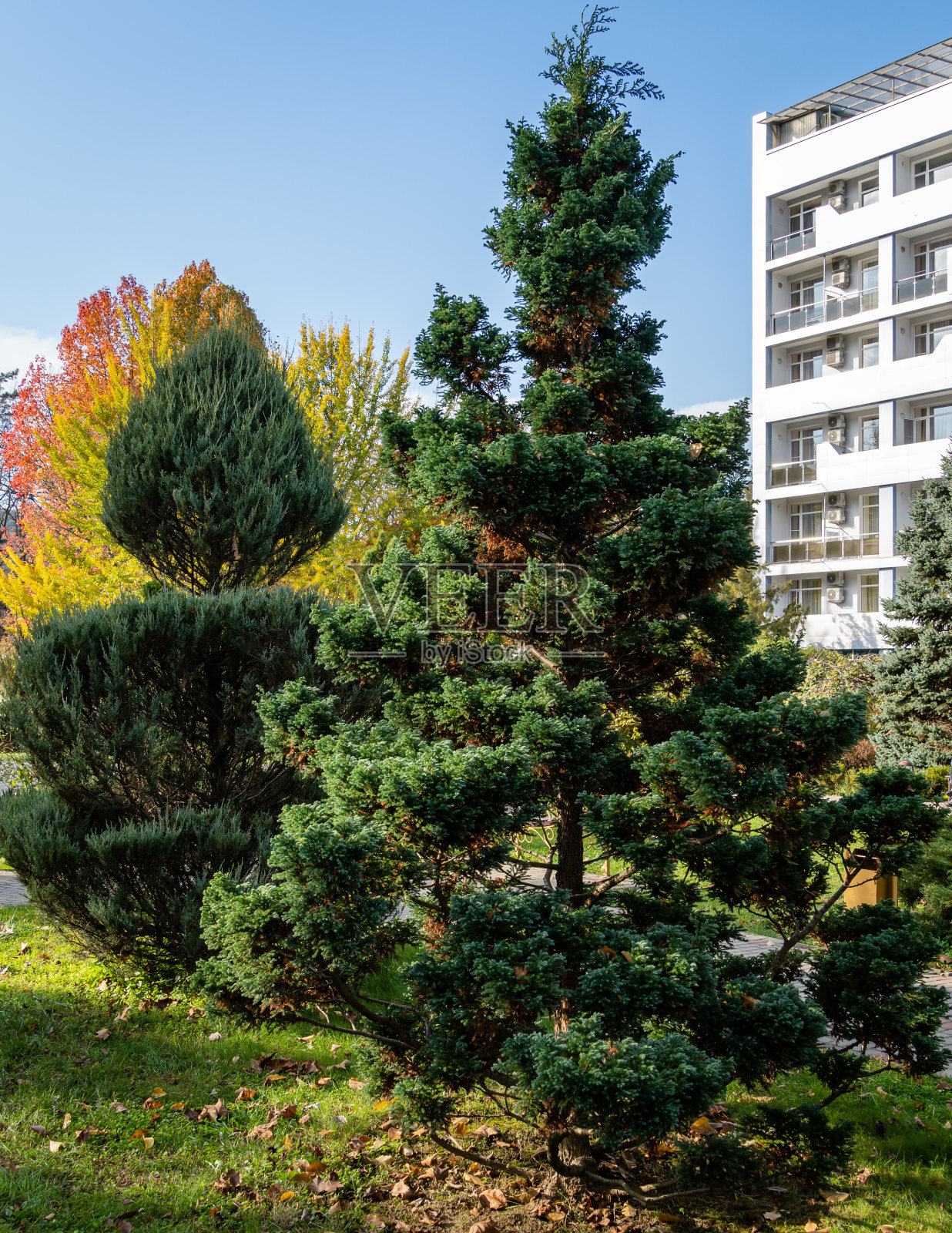 园林设计中的绿化艺术。高利亚奇克吕赫度假小镇秋天公园里修剪的杜松。特写镜头。常绿景观公园。自然概念设计。照片摄影图片